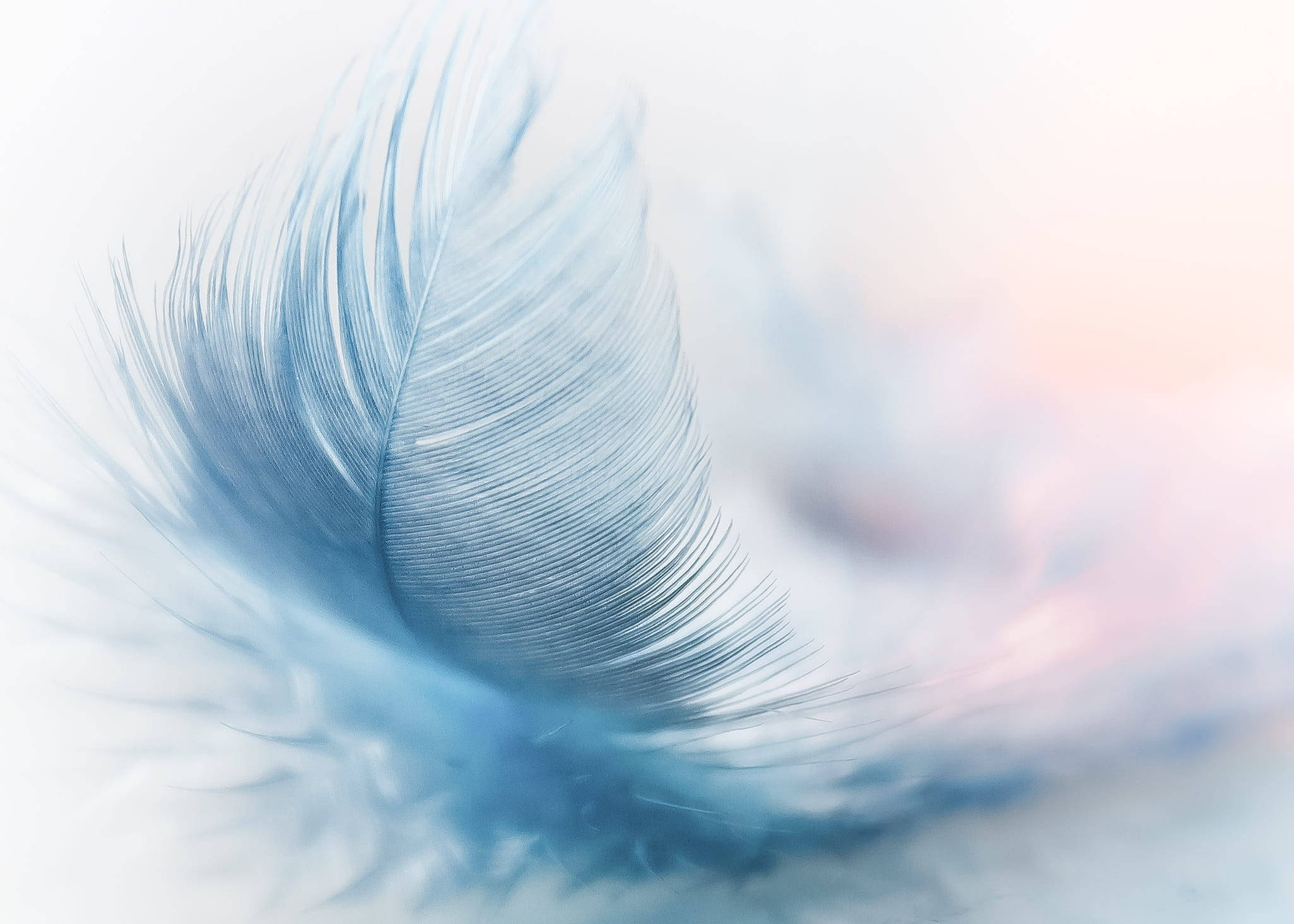feather, blue feather, pastel gradient background, Full HD Desktop Wallpaper