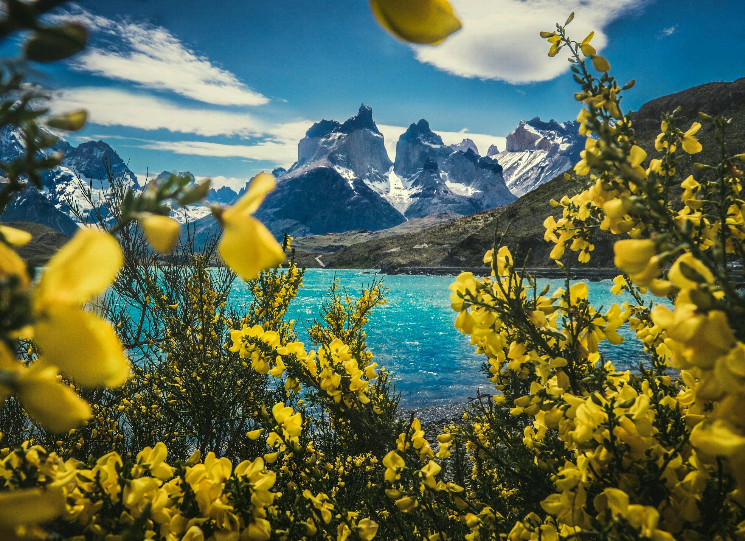 Patagonia, yellow flowers, turquoise lake, Full HD Desktop Wallpaper