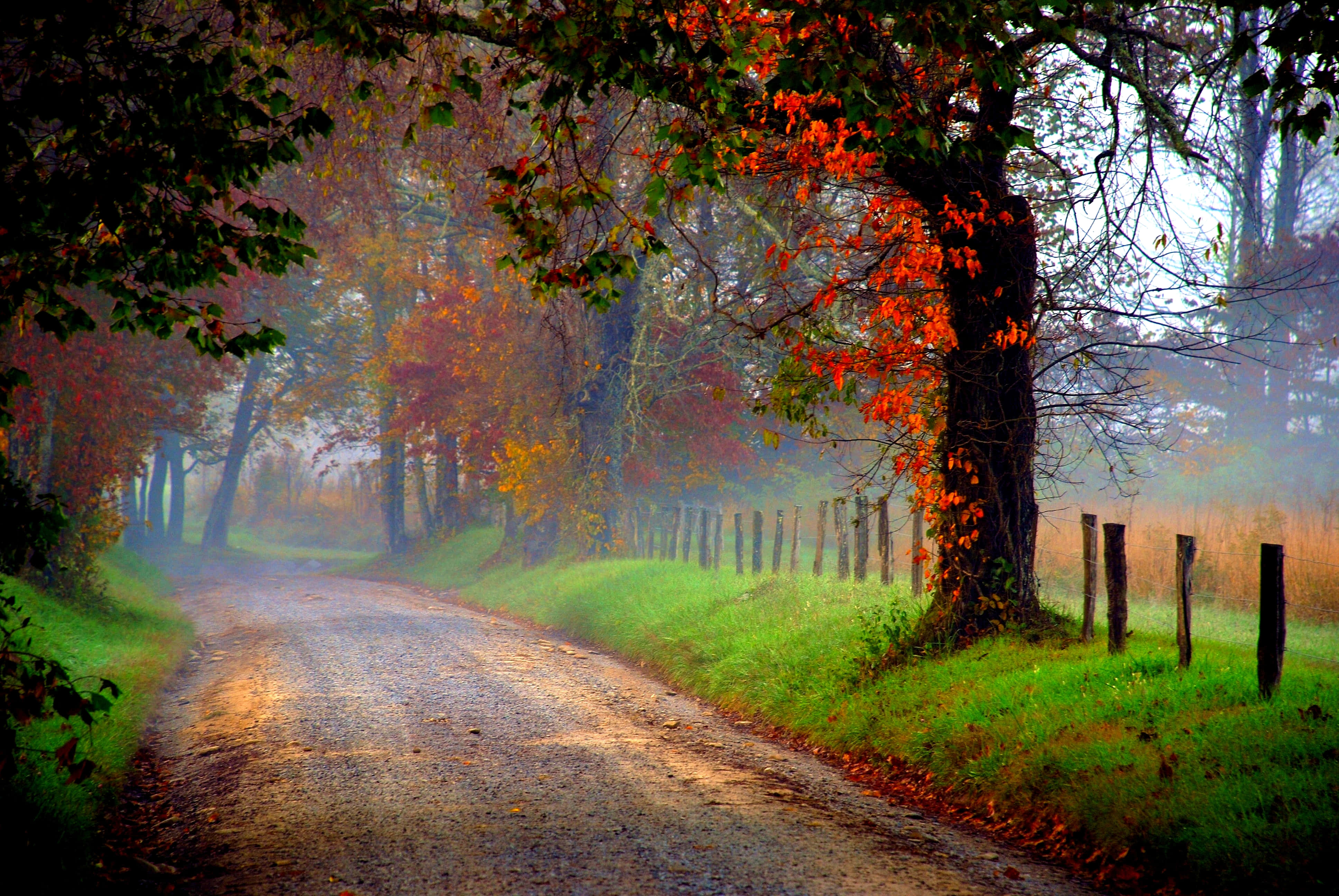 Path, misty autumn, forest, 4K Desktop Wallpaper