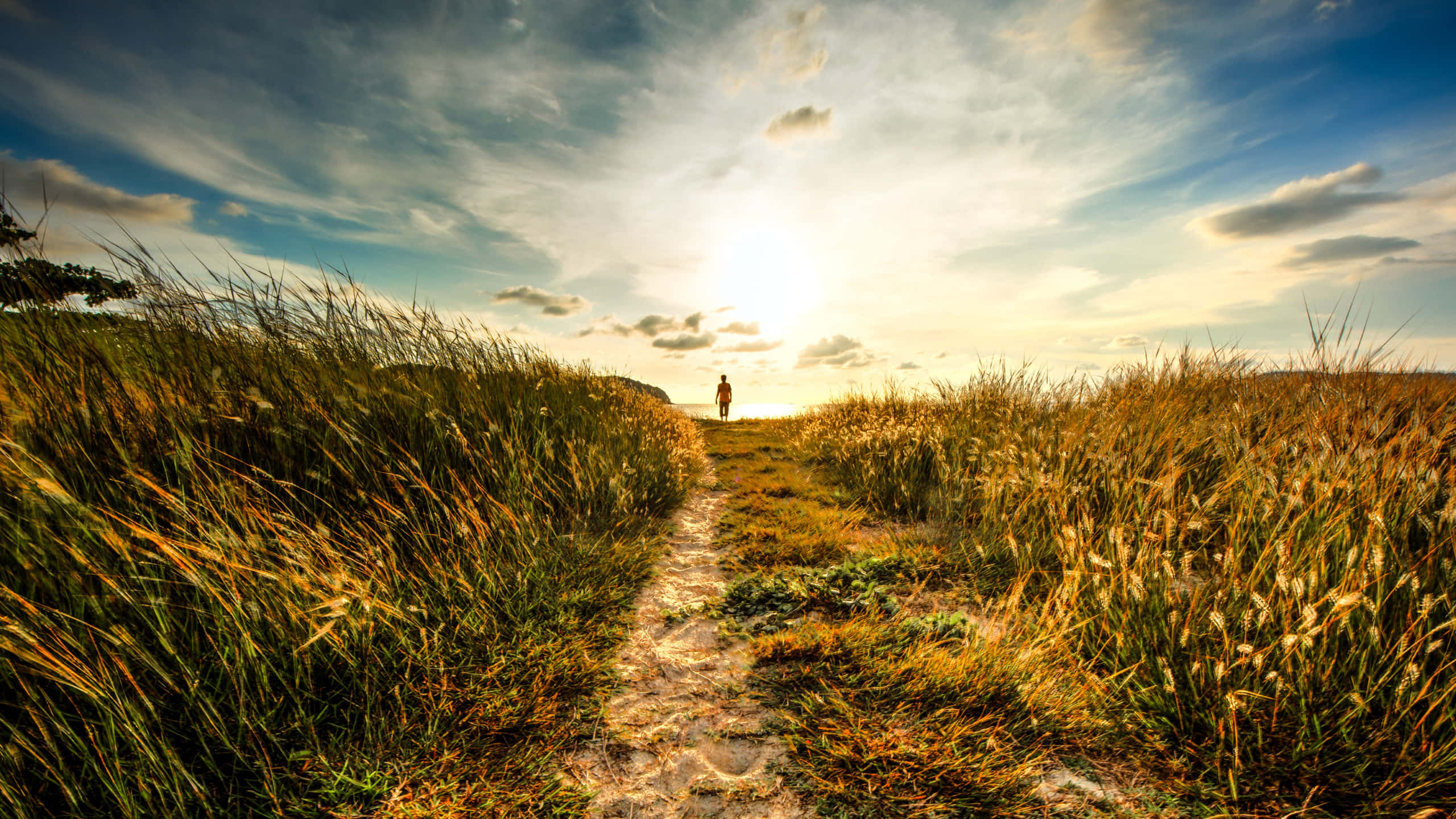 Path Through The Field, sunlit path, tall golden grass, 2K Desktop Wallpaper