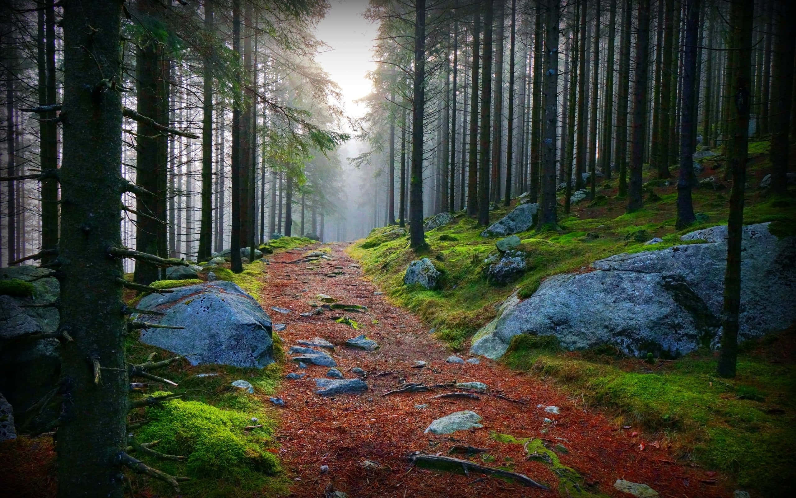Path, rocky forest, misty forest, 2K Desktop Wallpaper