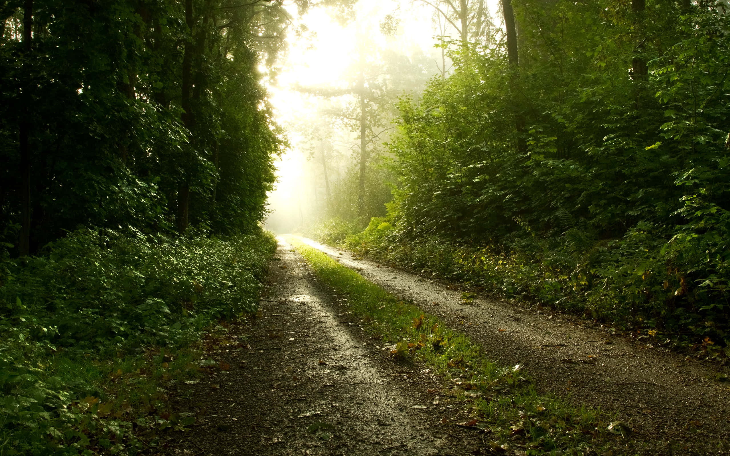 Path, dark forest, misty forest path, 2K Desktop Wallpaper