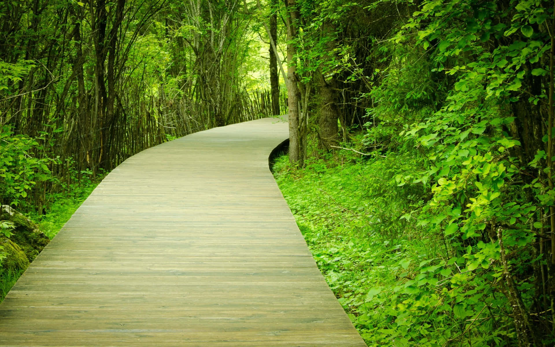 Path, wooden boardwalk, lush green forest, Full HD Desktop Wallpaper