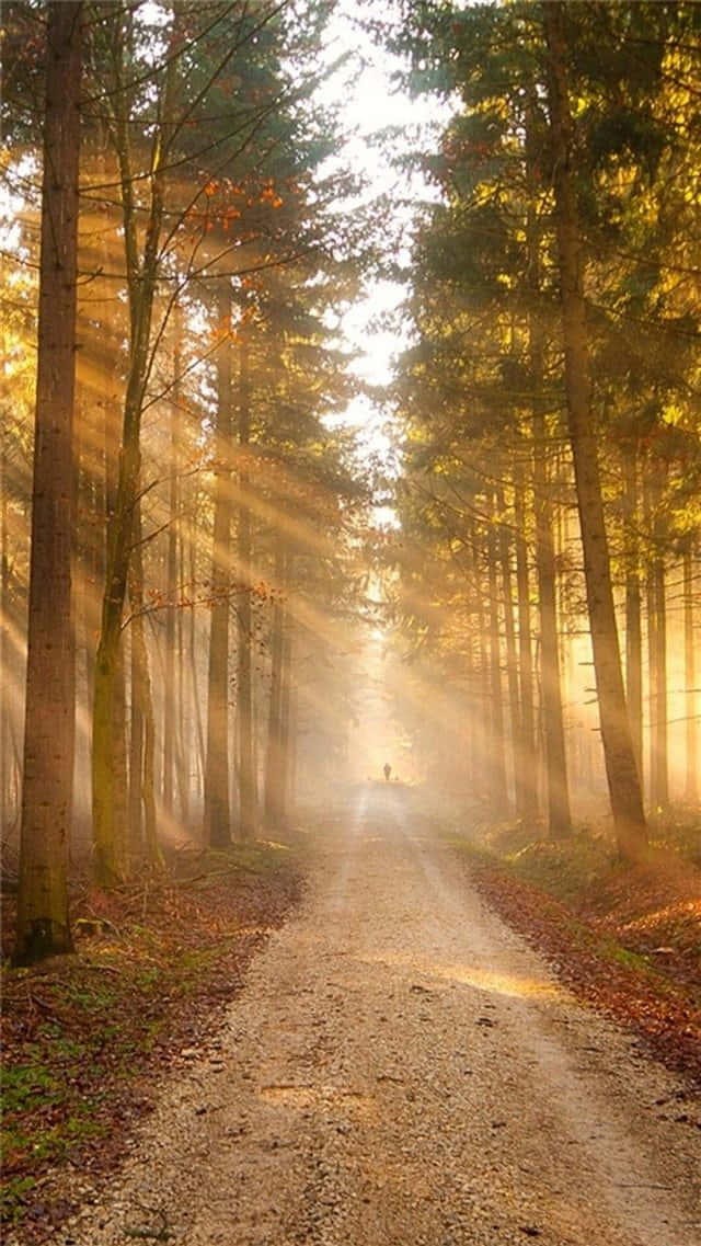 sunlight, path, woods, SD Phone Wallpaper
