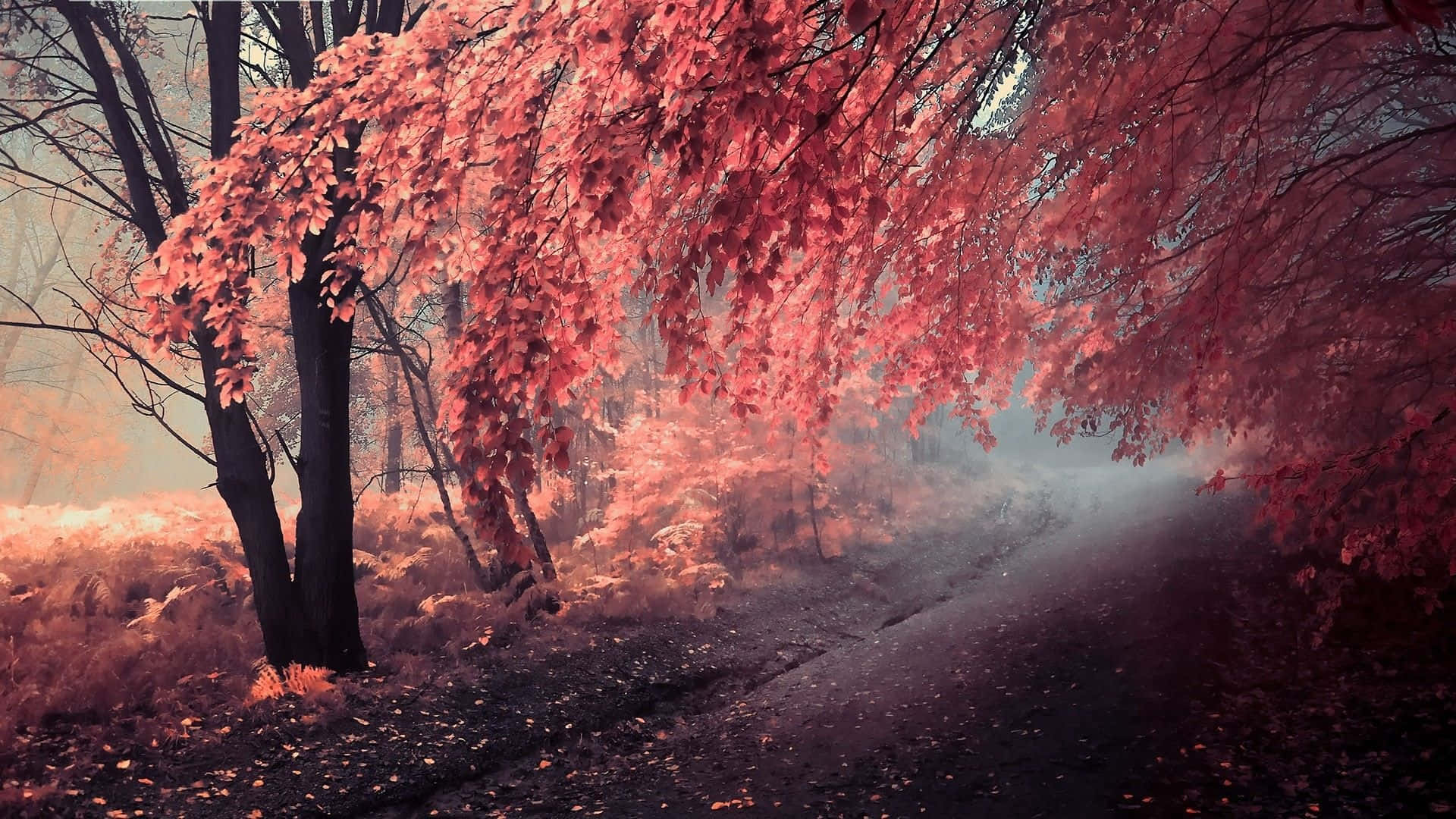 Pink Fall Trees, misty forest path, vivid pink autumn leaves, Full HD Desktop Wallpaper