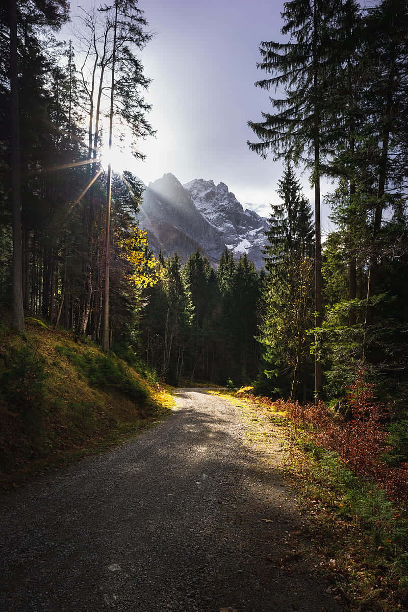 forest path, snow-capped mountain peak, sunlit gravel path, SD Phone Wallpaper