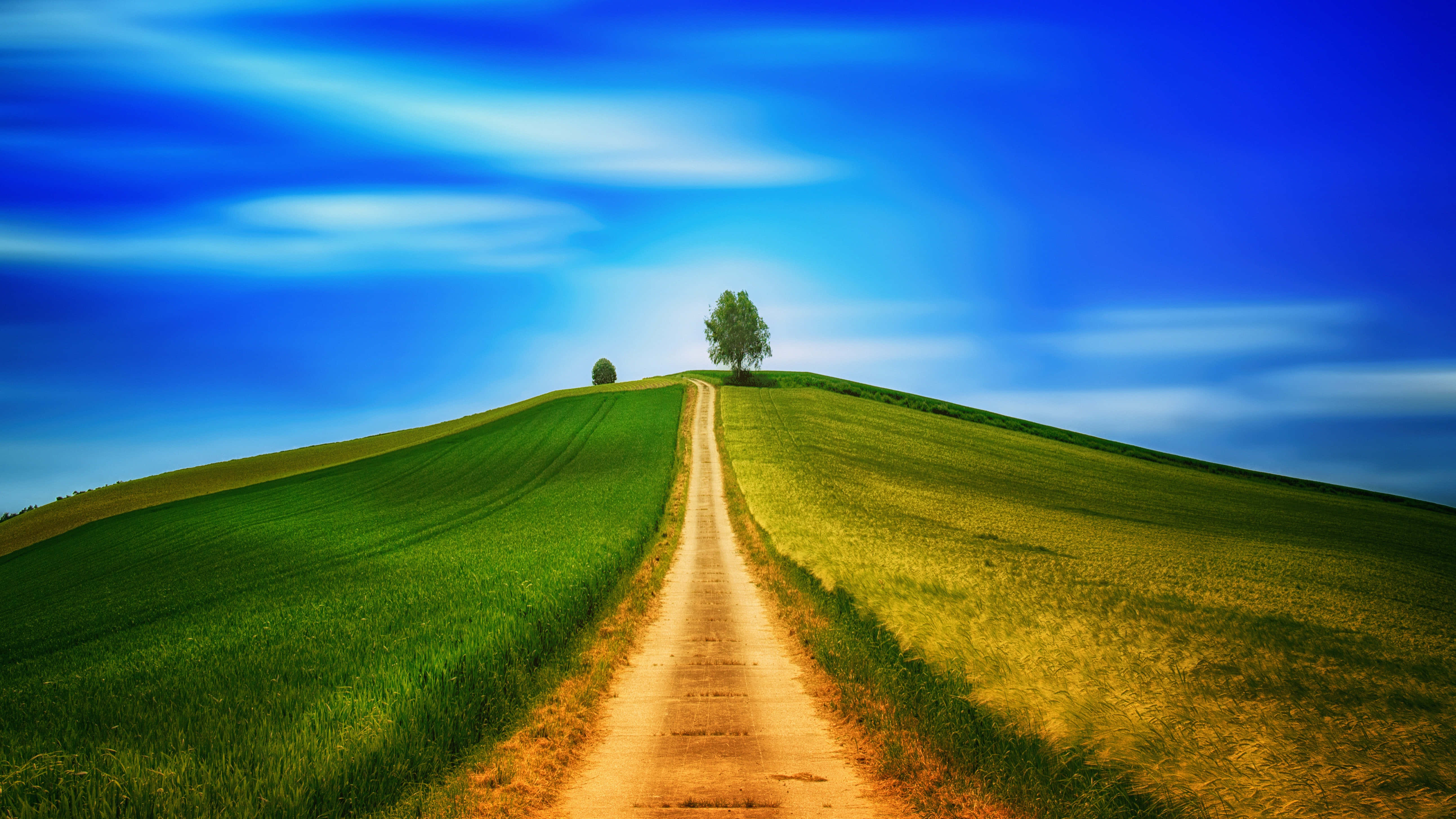 Path, lone tree, hill, 5K Desktop Wallpaper