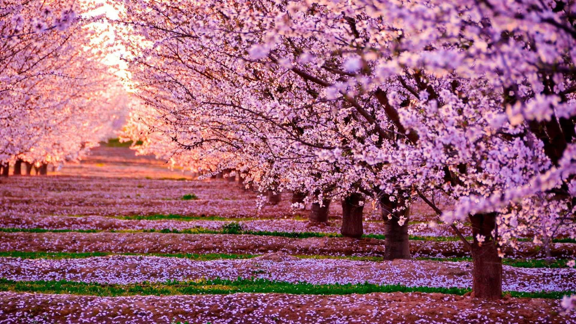 cherry blossom tree, pink, sunset sky, Full HD Desktop Wallpaper
