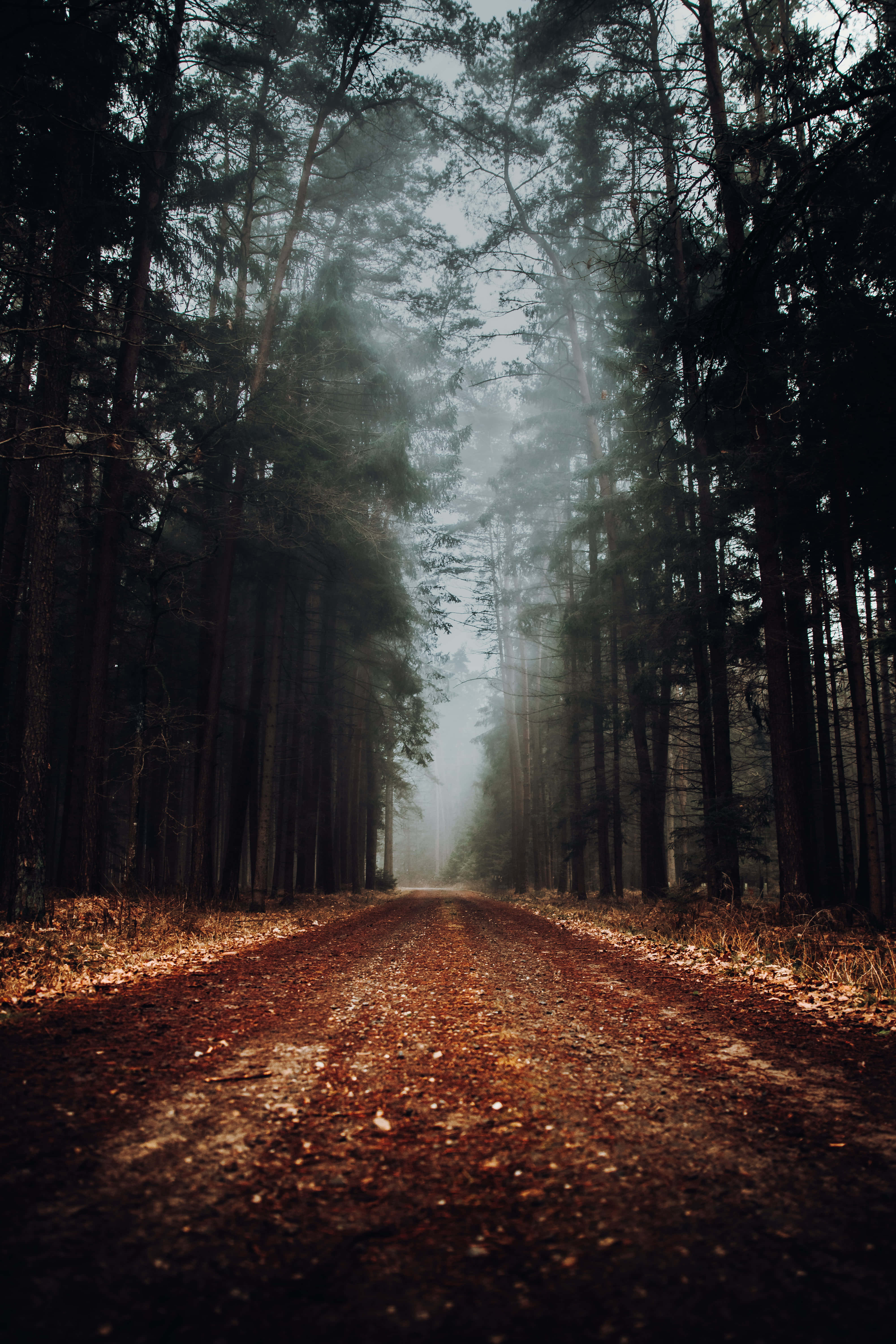 Path, misty forest, pine trees, 5K Phone Wallpaper