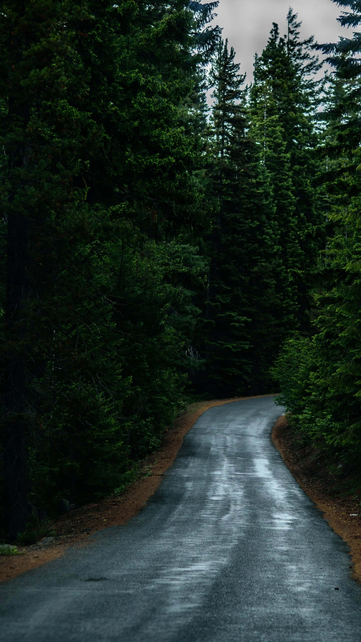 Path, after rain, dark forest, 2K Phone Wallpaper