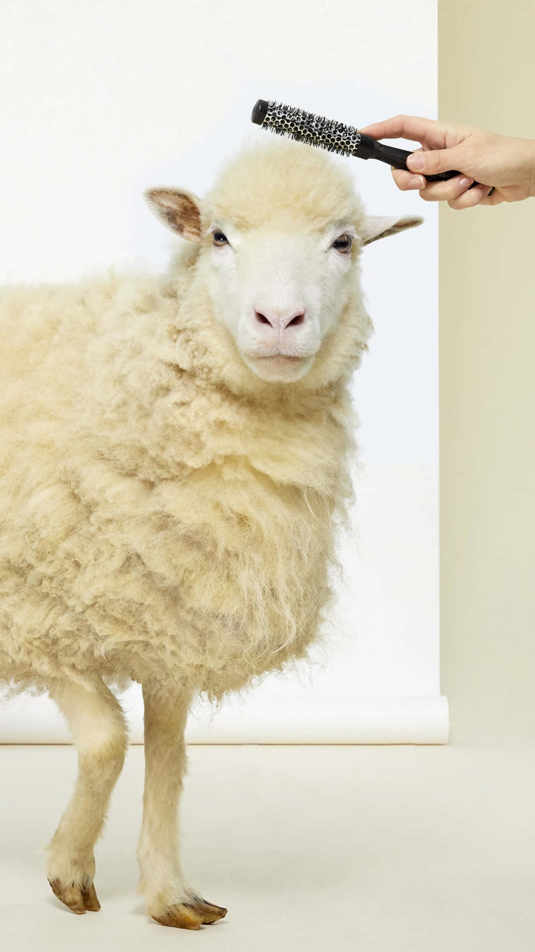 Patou, sheep, fluffy white, Full HD Phone Wallpaper