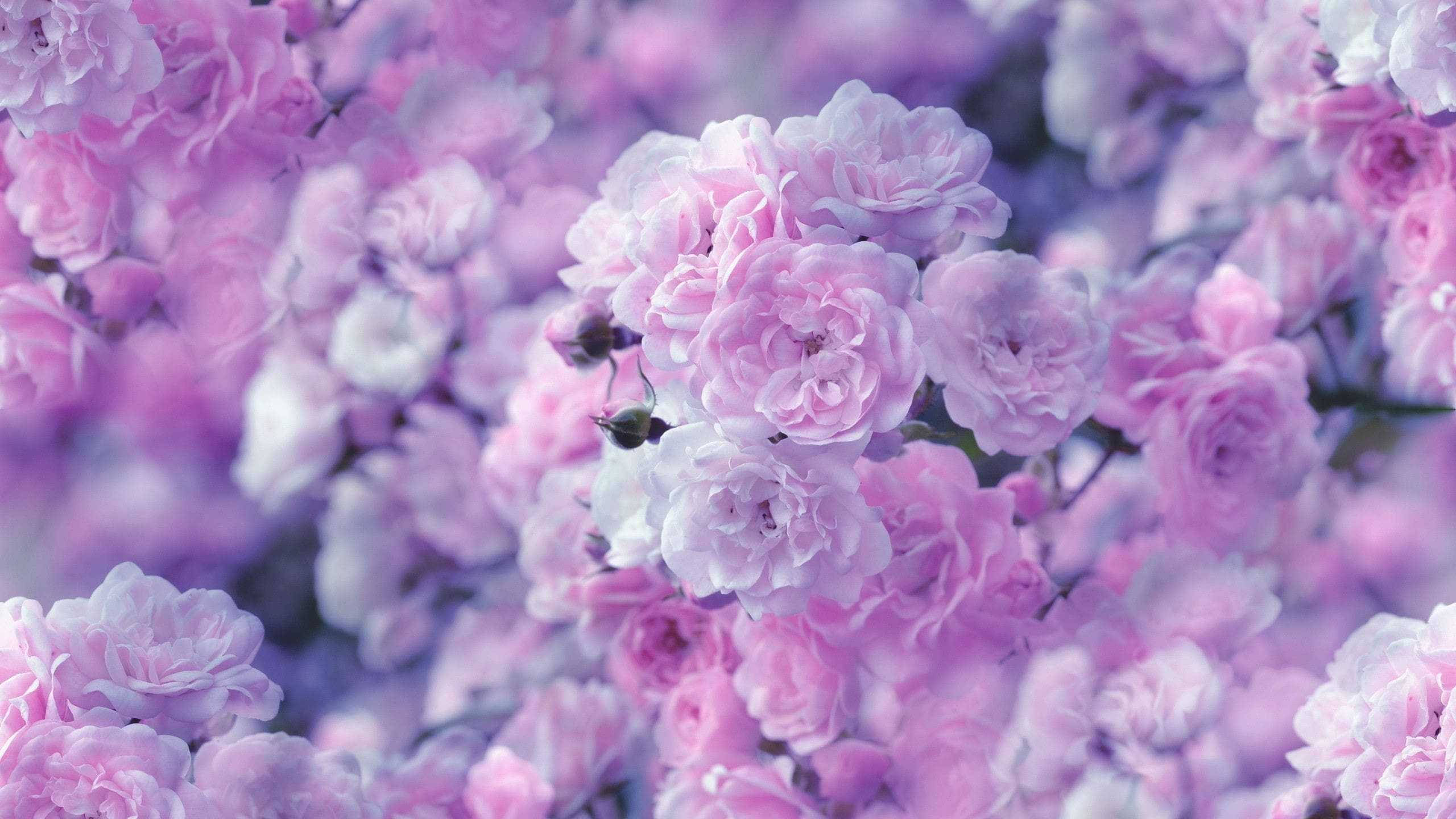 purple flower desktop, aesthetic purple flower desktop, pink and lavender roses, 2K Desktop Wallpaper