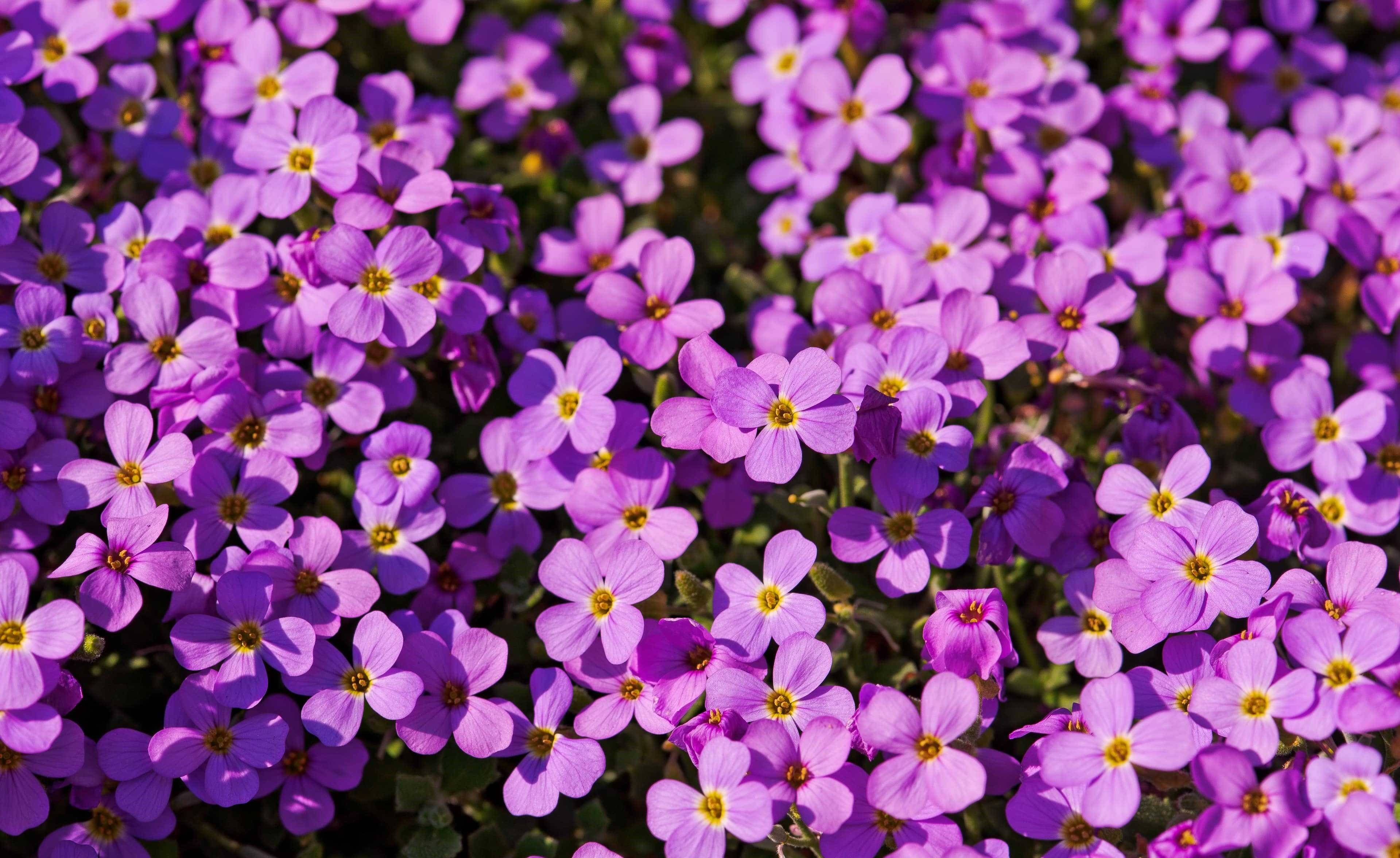 purple flower, field of purple flowers, yellow centers, 2K Desktop Wallpaper