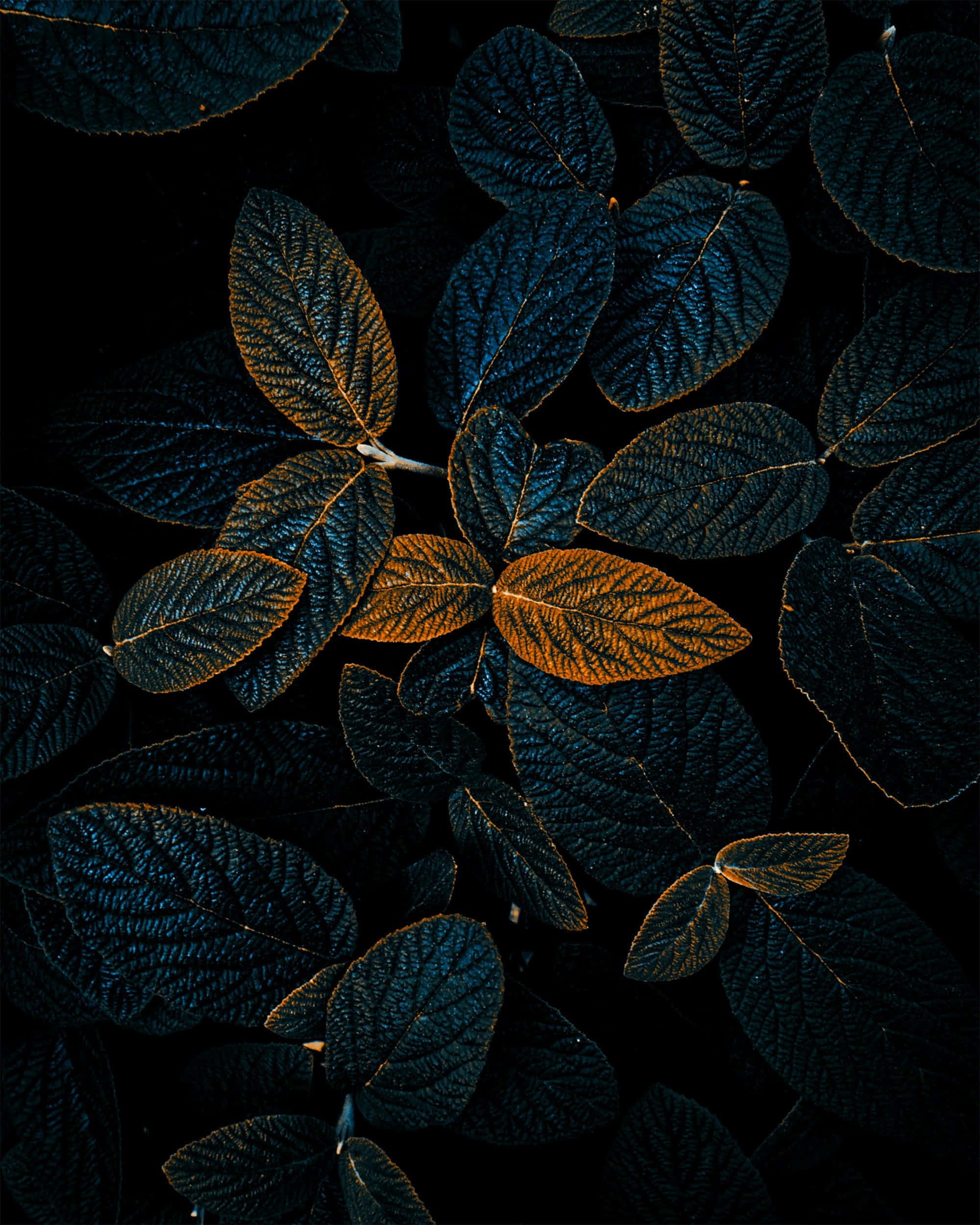 pattern phone 2000 x 2500, dark leaves, golden veins, Full HD Phone Wallpaper