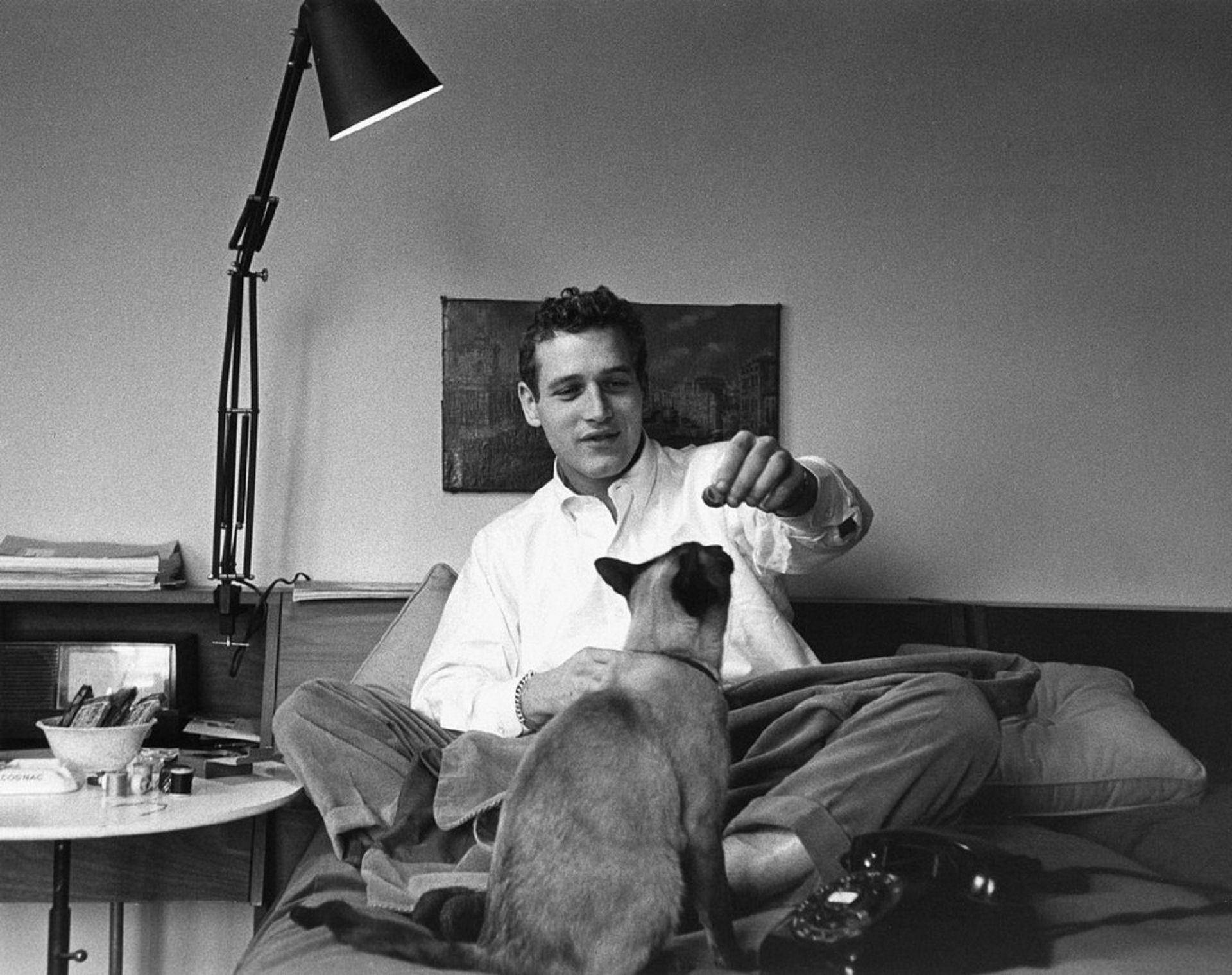 Paul Newman, Siamese cat, bed, Full HD Desktop Wallpaper