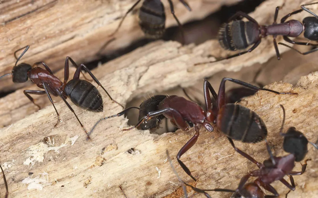 Pavement Ant