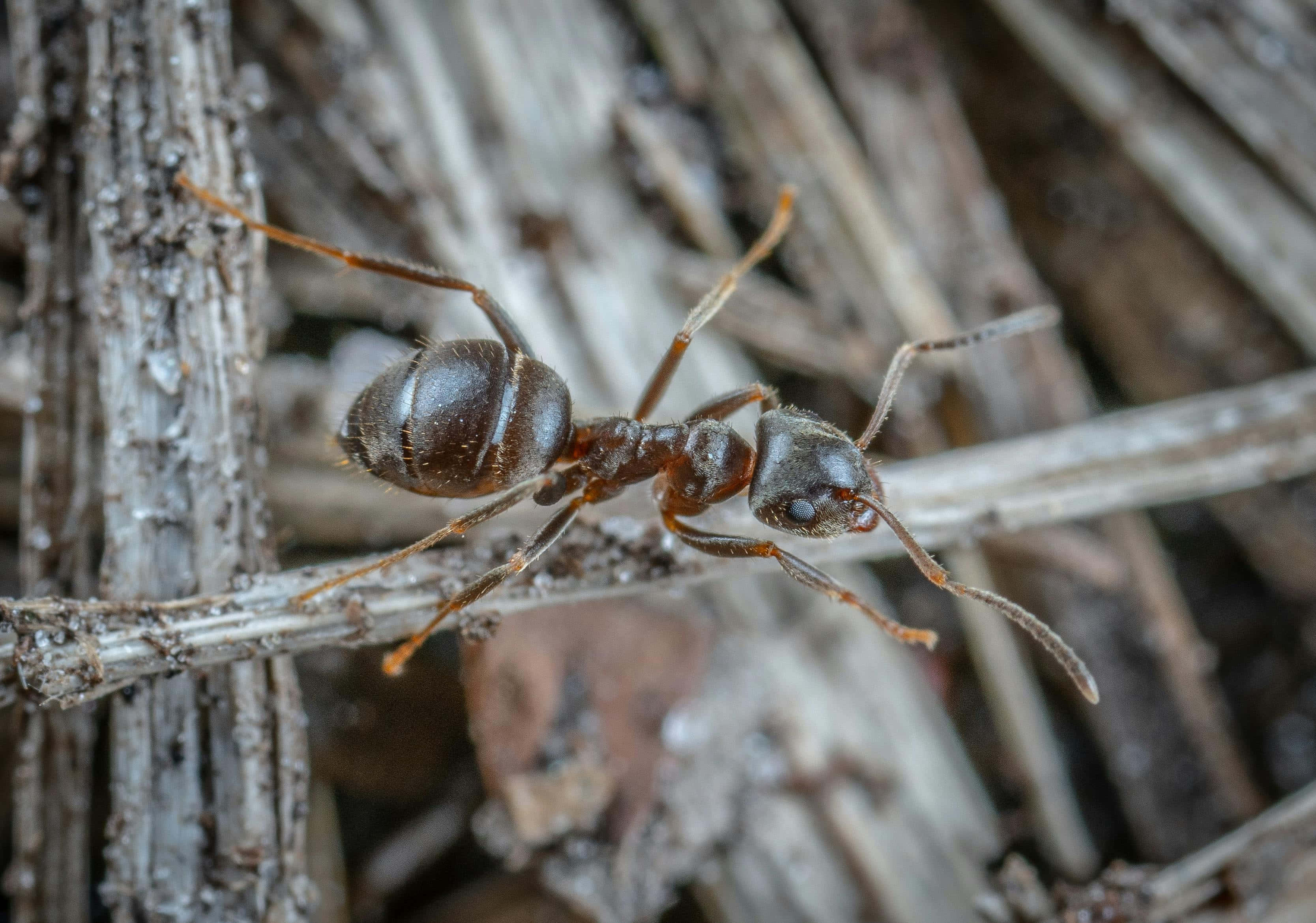 Pavement Ant, dark brown, long antennae, 2K Desktop Wallpaper