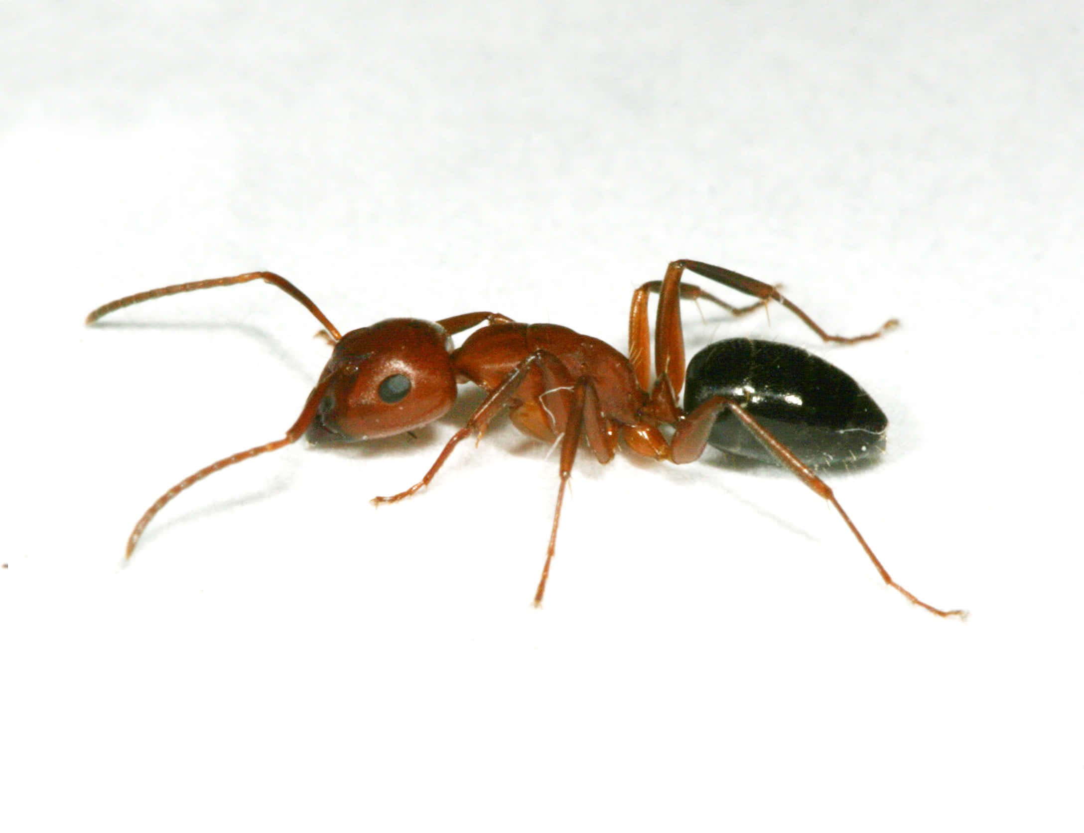 Pavement Ant, reddish-brown, black abdomen, Full HD Desktop Wallpaper