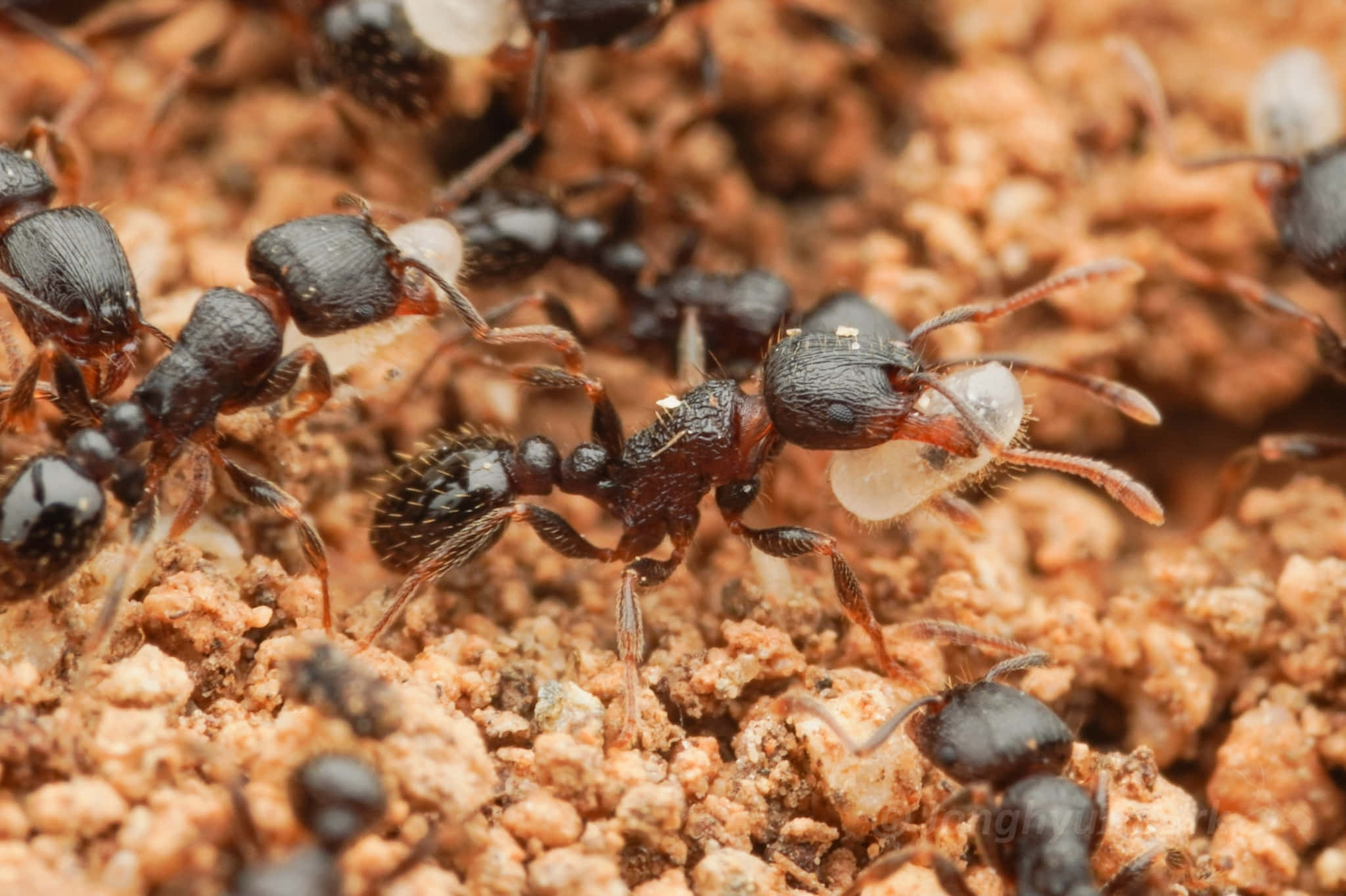 Pavement Ant, dark ants, white larvae, Full HD Desktop Wallpaper