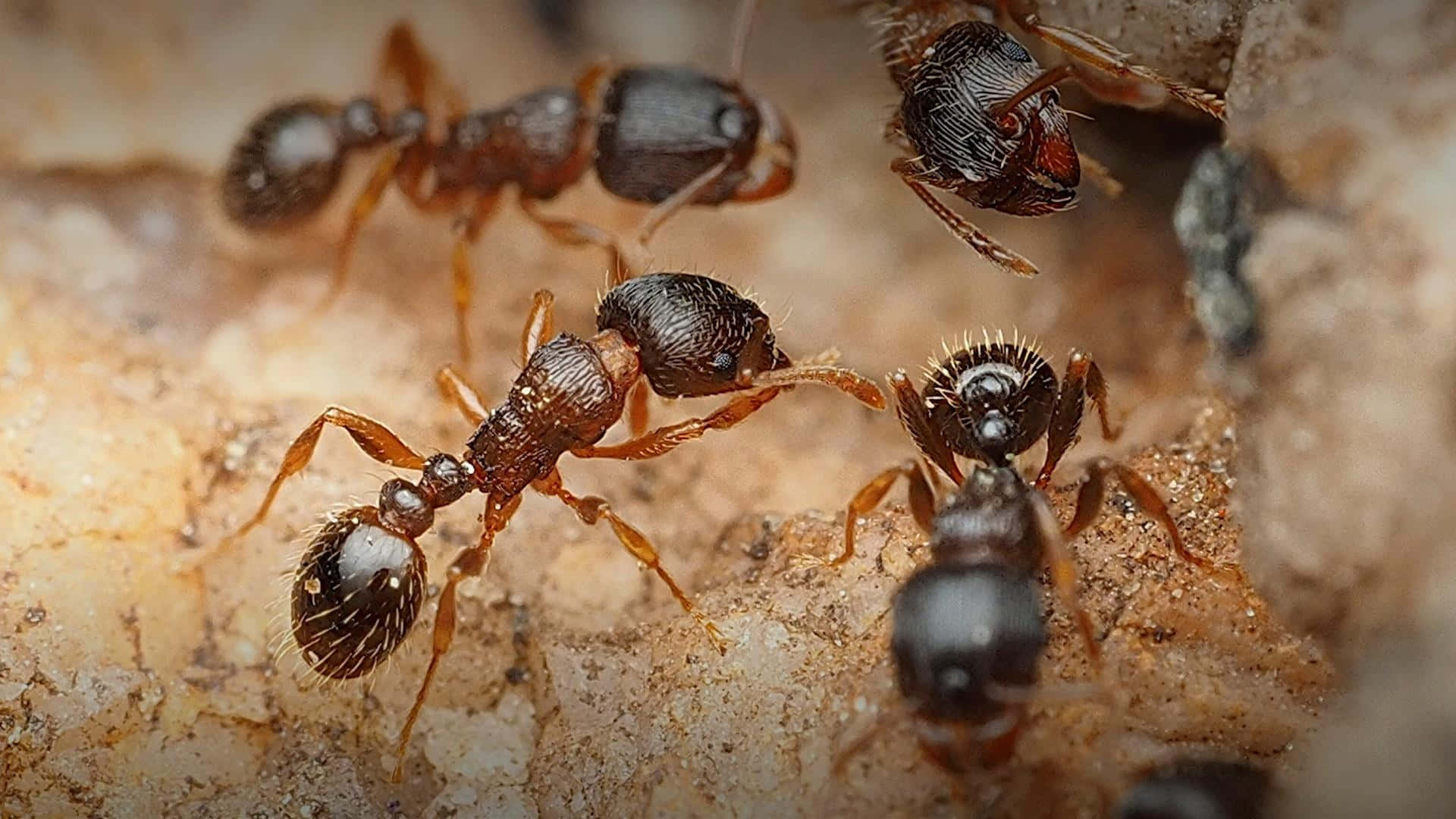 Pavement Ant, dark brown, orange legs, Full HD Desktop Wallpaper