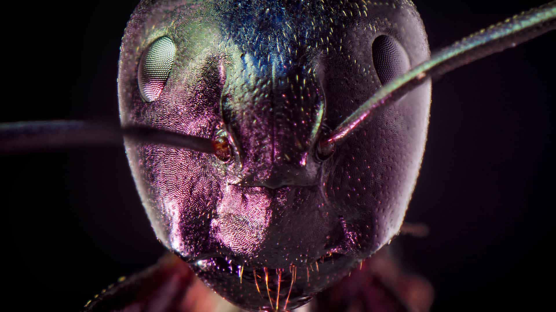 Pavement Ant, iridescent purple and blue exoskeleton, macro shot, Full HD Desktop Wallpaper