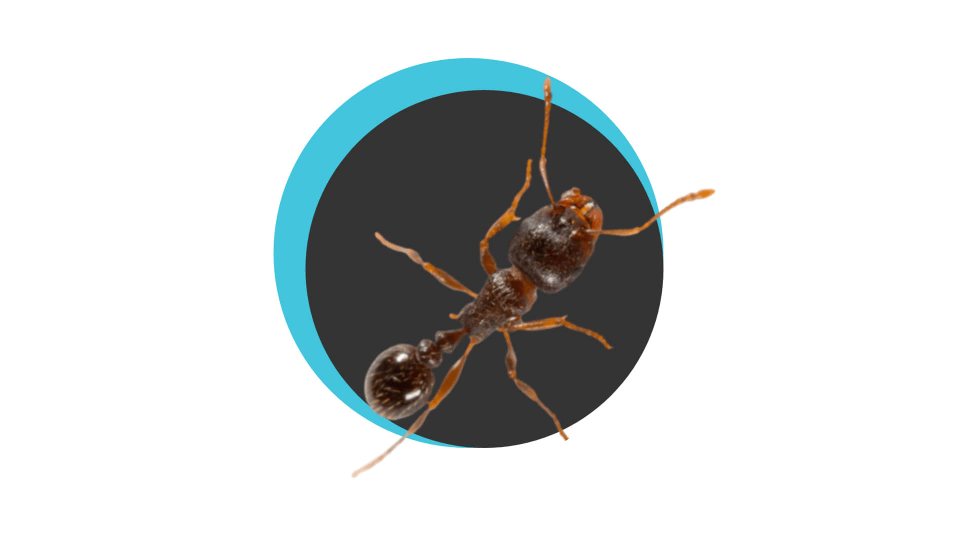 Pavement Ant, brown ant, orange legs, Full HD Desktop Wallpaper