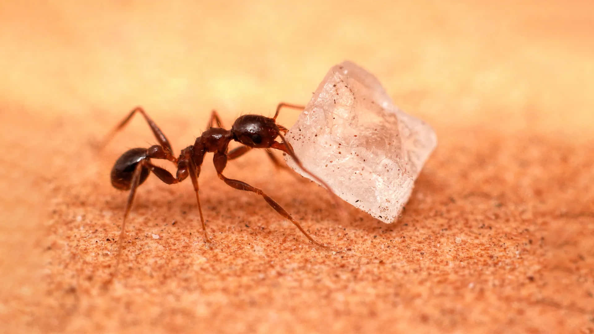 Pavement Ant, sugar crystal, dark brown ant, Full HD Desktop Wallpaper