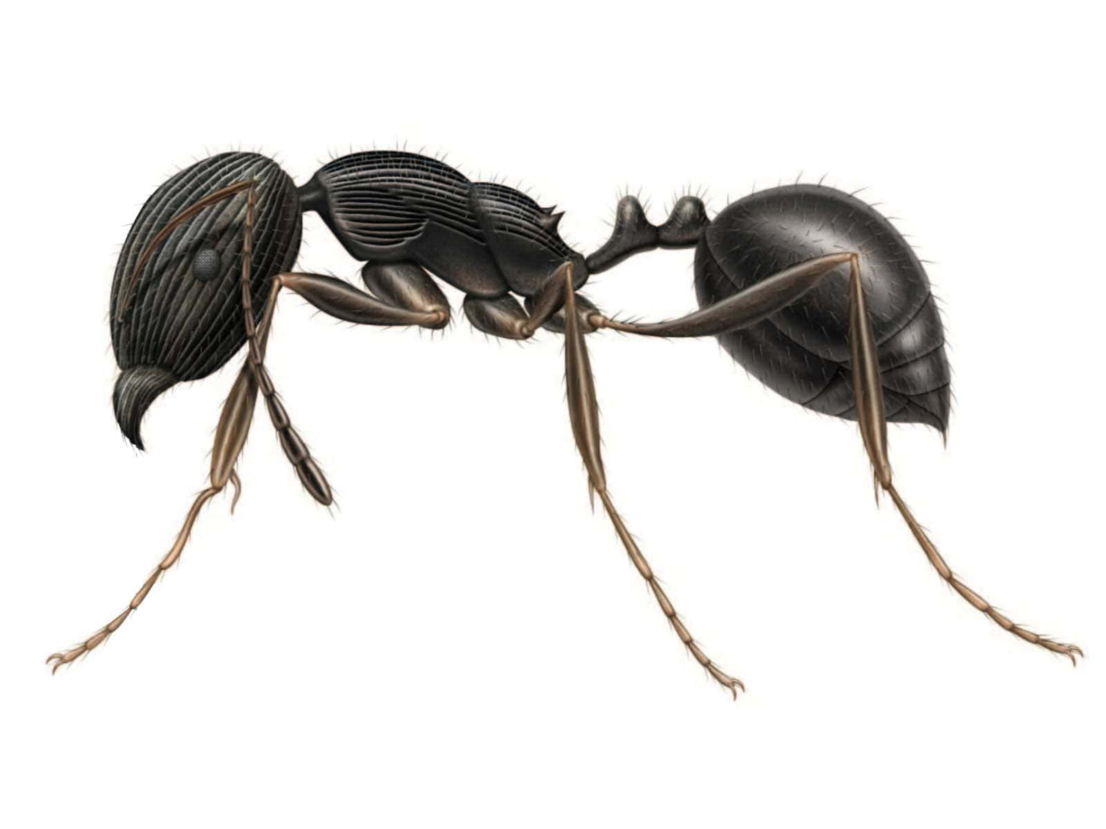 Pavement Ant, black ant, textured exoskeleton, HD Desktop Wallpaper