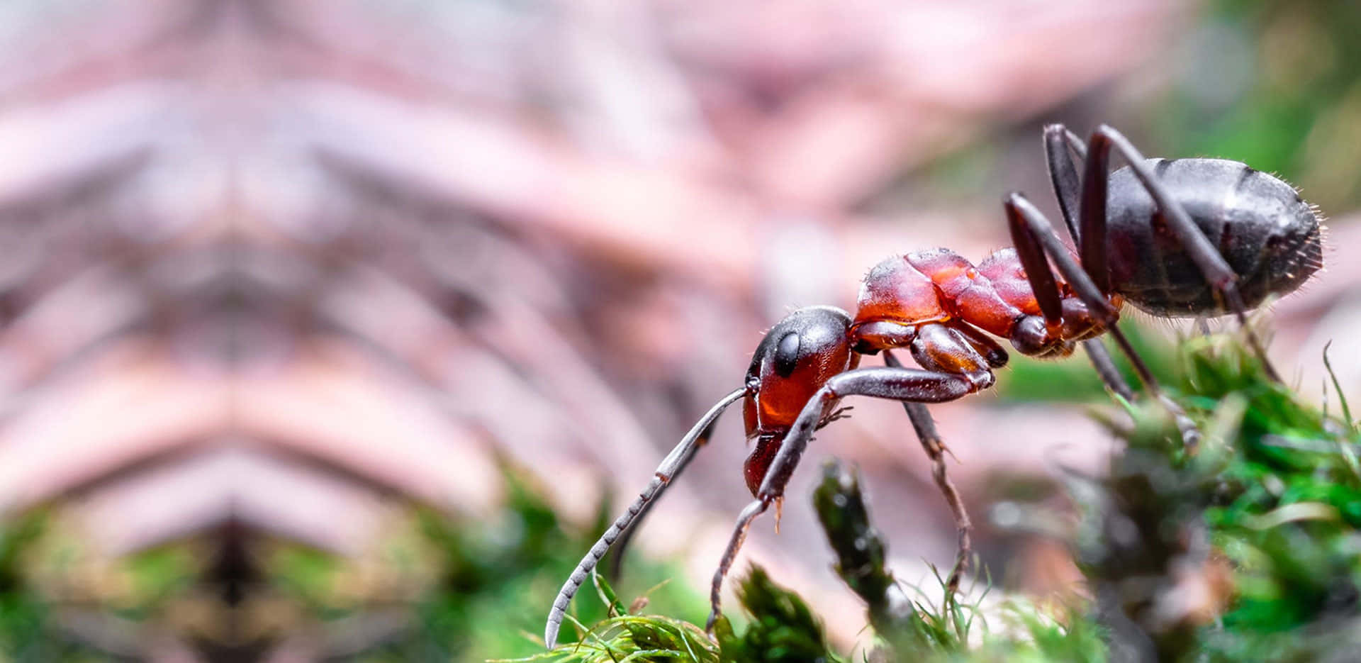 Pavement Ant, red and black ant, vibrant green moss, Full HD Desktop Wallpaper