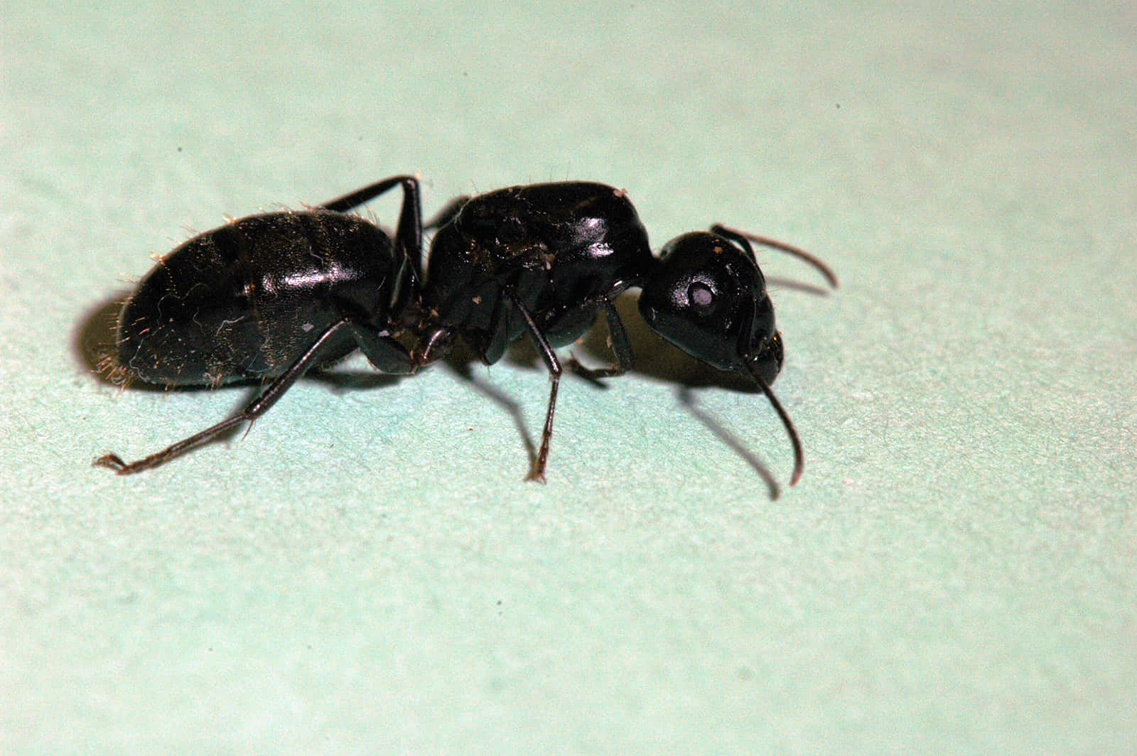 Pavement Ant, glossy black, fine hairs, HD Desktop Wallpaper