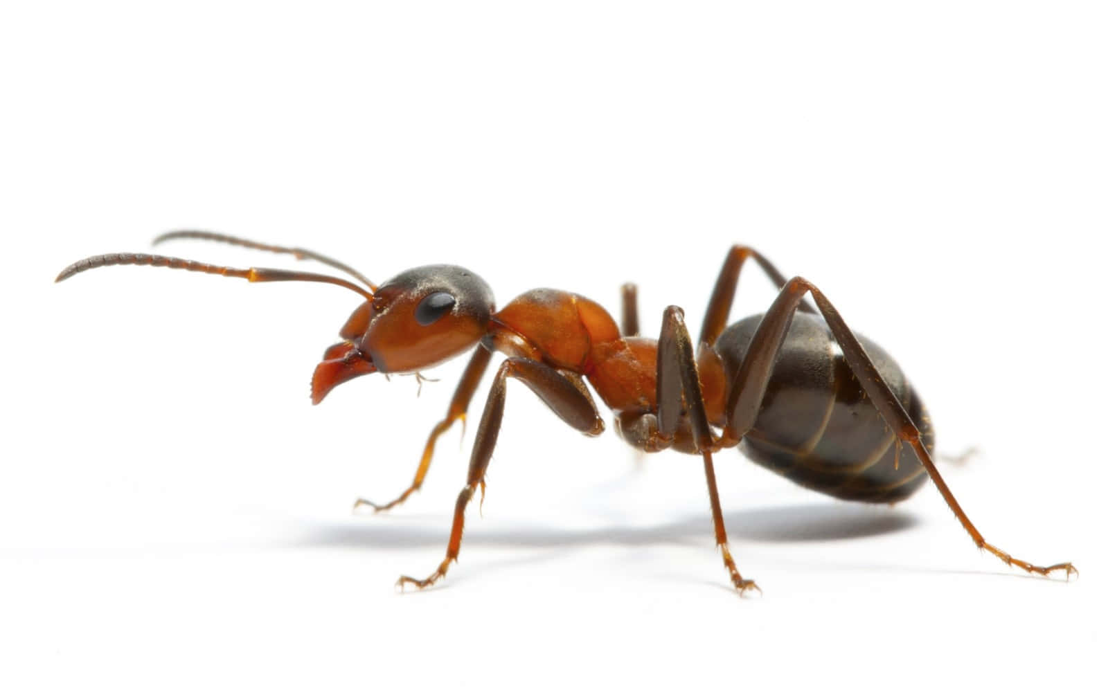 Pavement Ant, reddish-brown, dark abdomen, HD Desktop Wallpaper