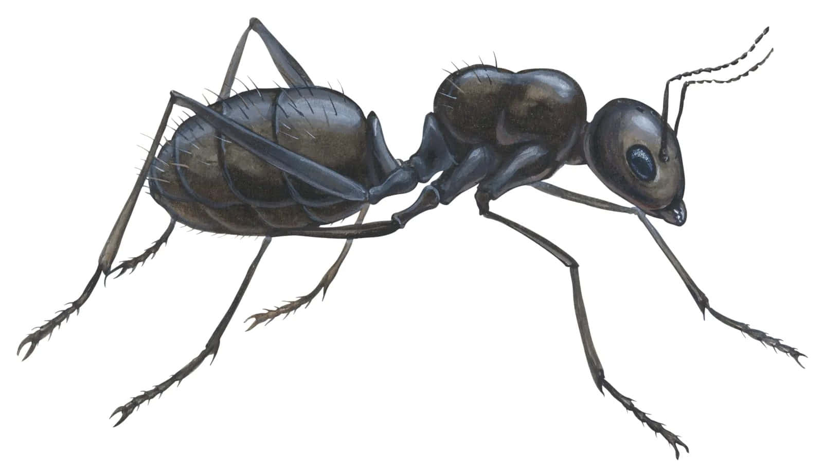 Pavement Ant, black ant, visible hairs, HD Desktop Wallpaper