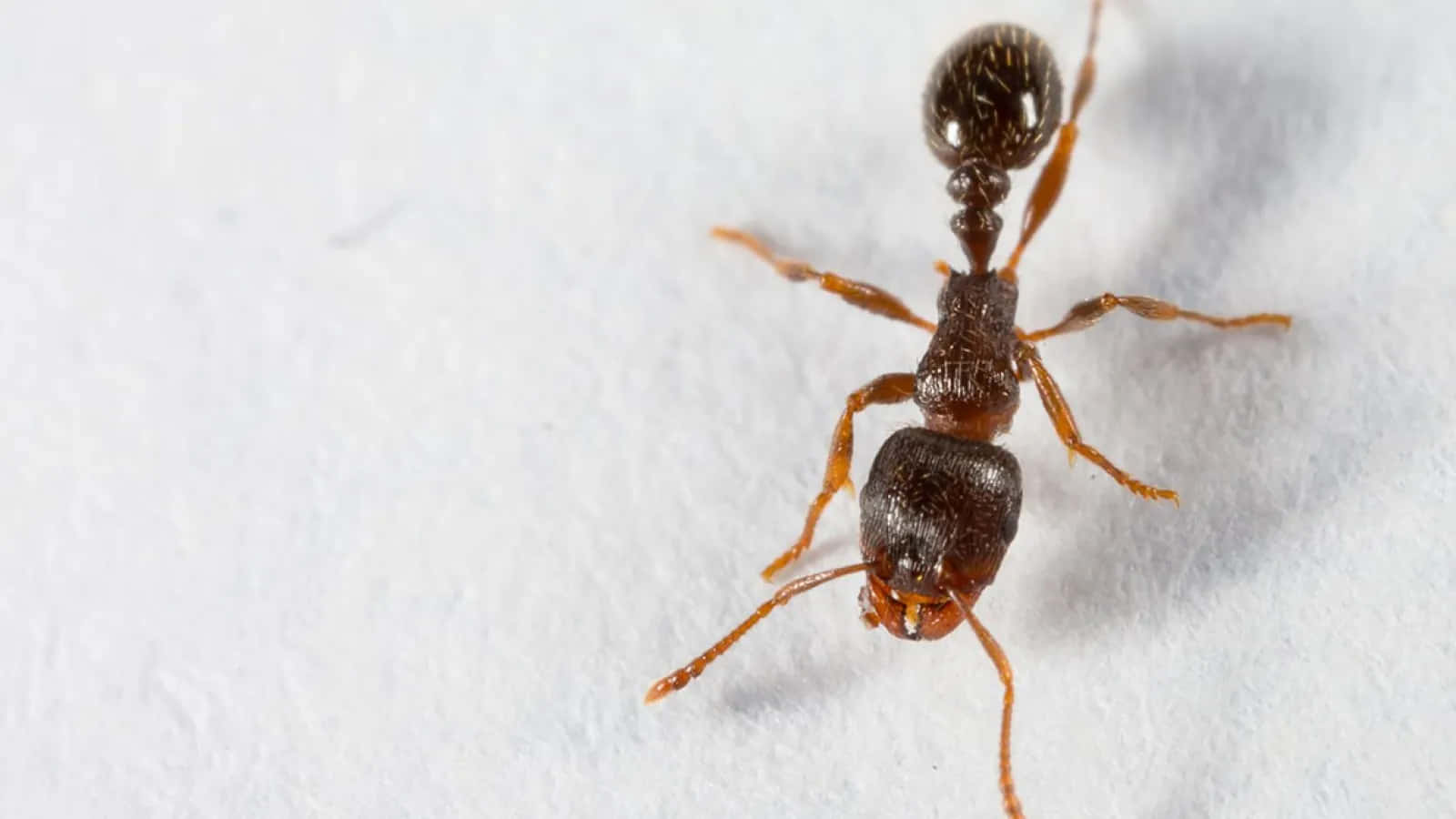 Pavement Ant, dark brown, orange legs, HD Desktop Wallpaper