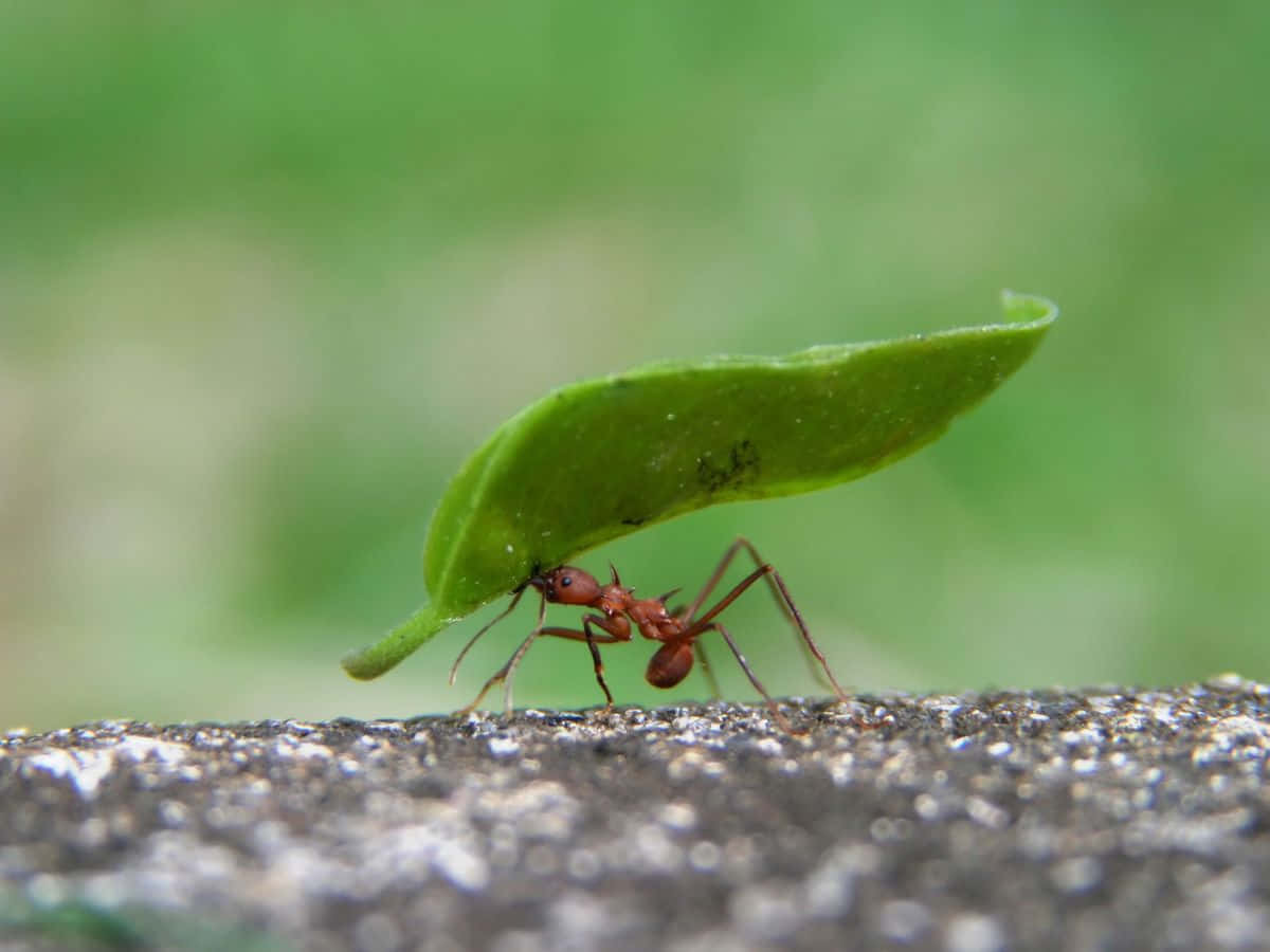 Pavement Ant, red ant, vibrant green leaf, SD Desktop Wallpaper