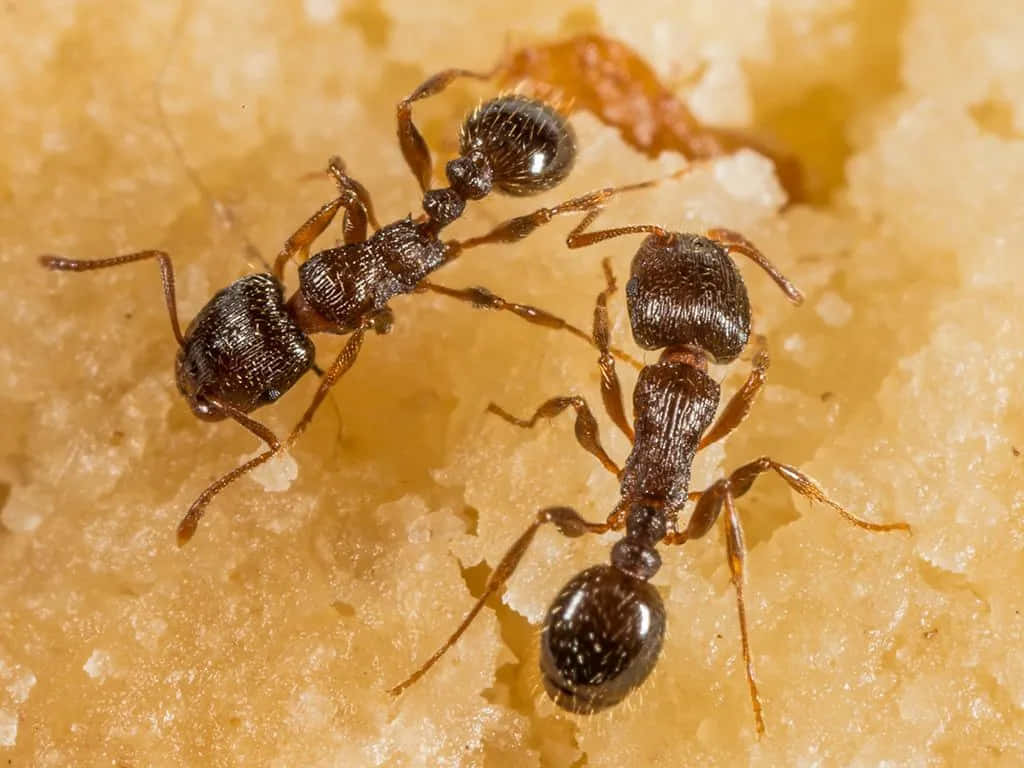 Pavement Ant, segmented bodies, six legs, SD Desktop Wallpaper