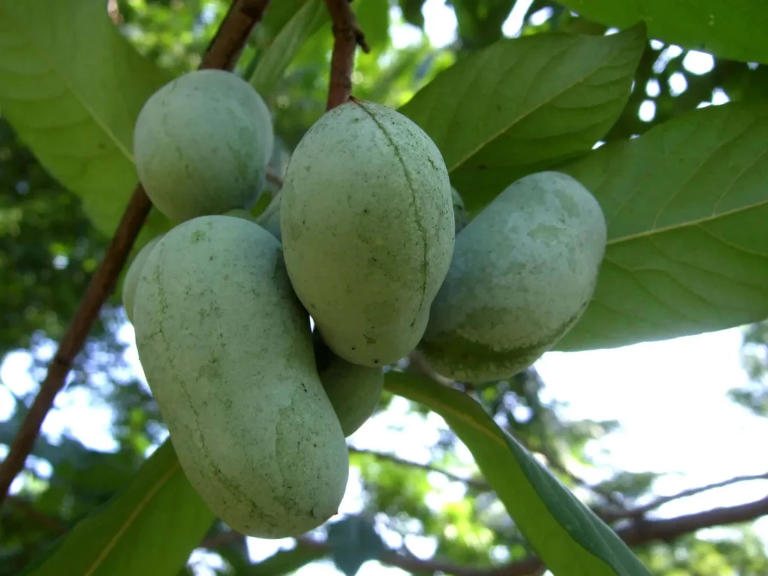 Pawpaw