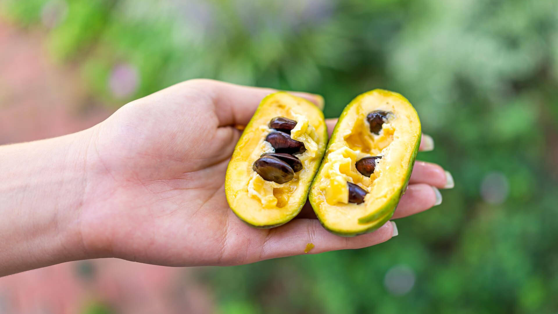 Pawpaw, yellow fruit, dark seeds, Full HD Desktop Wallpaper