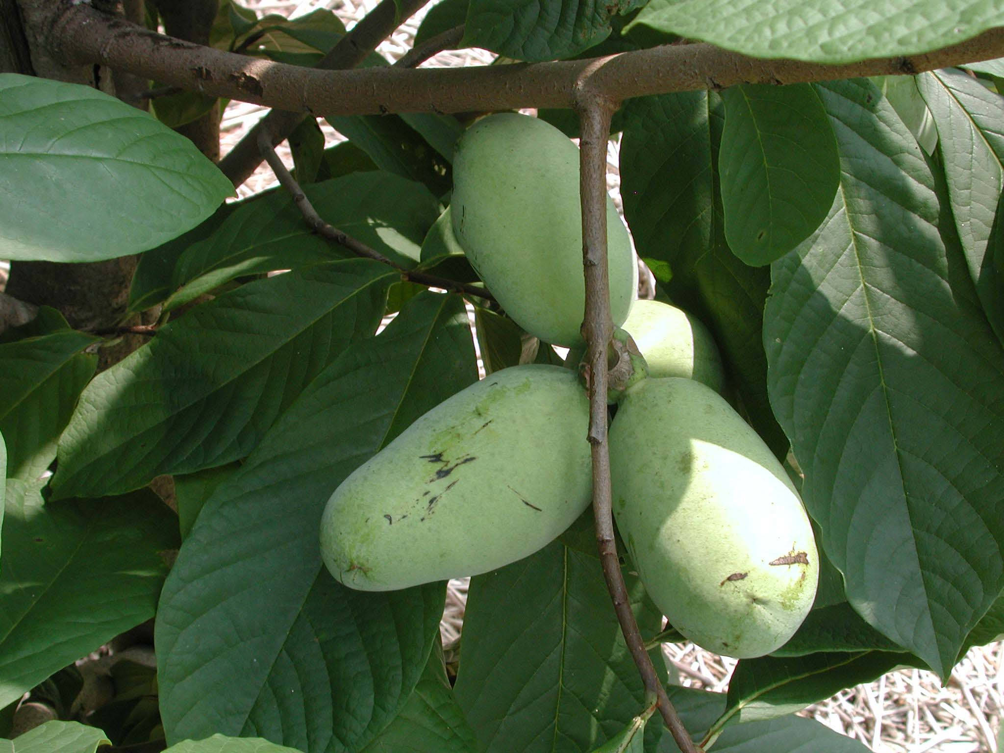 Pawpaw, fruit tree, green pawpaws, Full HD Desktop Wallpaper