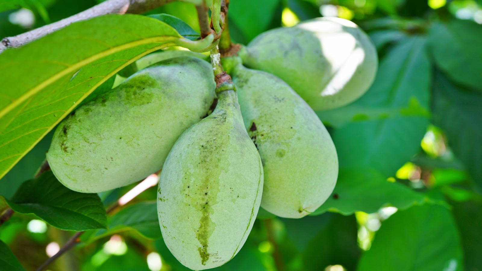 pawpaw fruit, tree branch, lush foliage, HD Desktop Wallpaper
