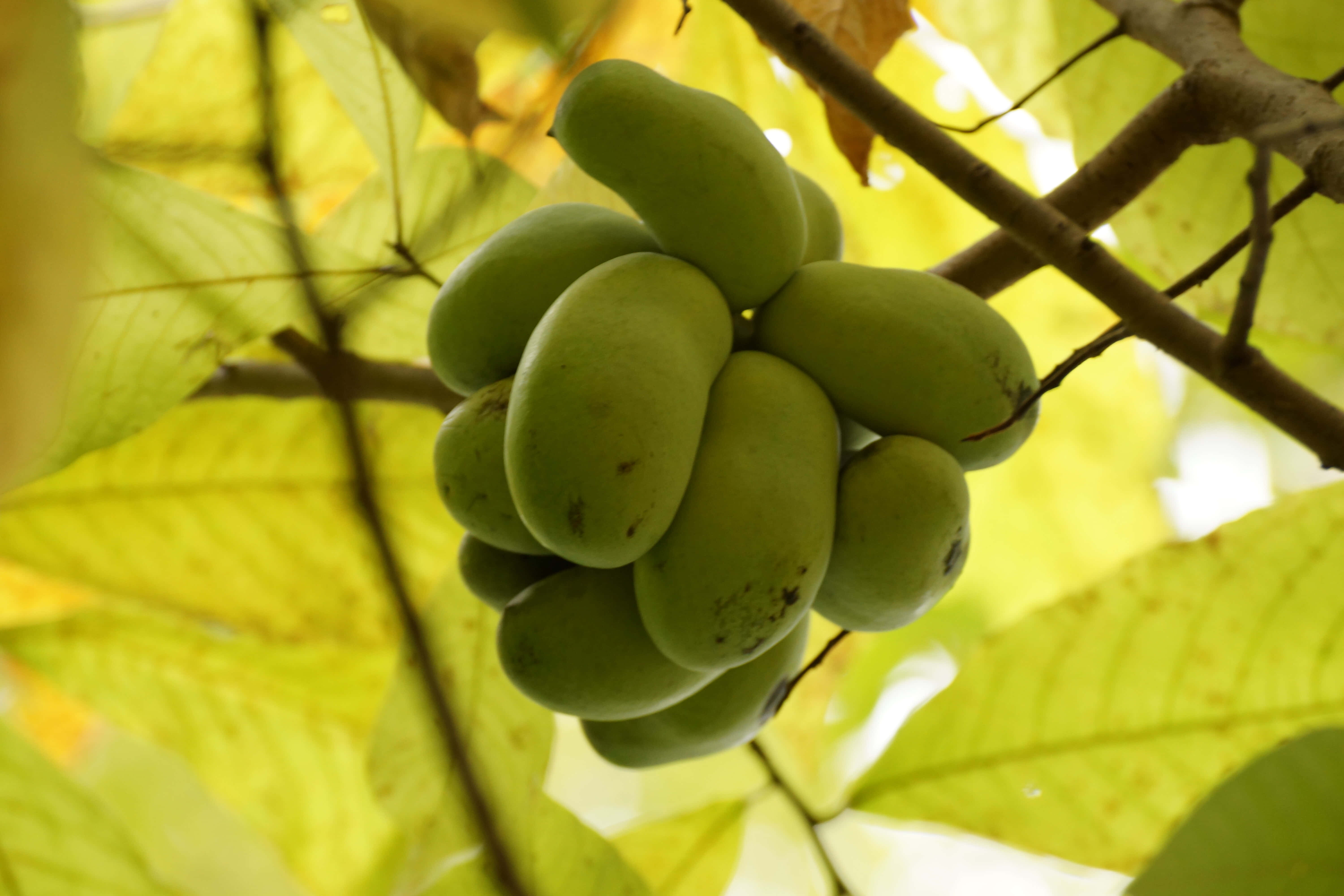 green pawpaw, clusteron tree, branch, 5K Desktop Wallpaper