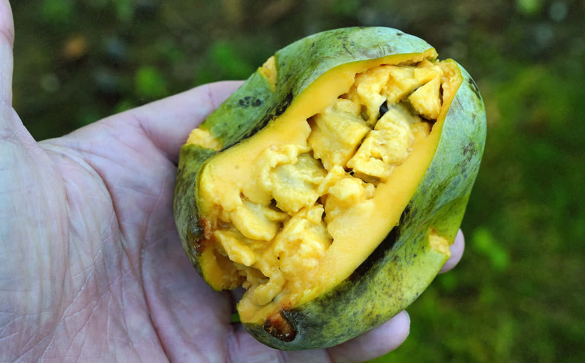 pawpaw, green pawpaw, vibrant yellow custard-like flesh, SD Desktop Wallpaper
