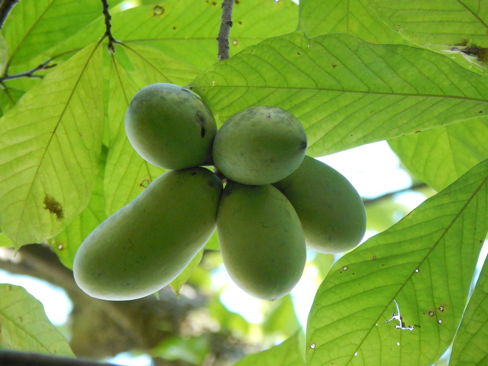 Asmina triloba, pawpaw, Lush Pawpaw Tree, HD Desktop Wallpaper