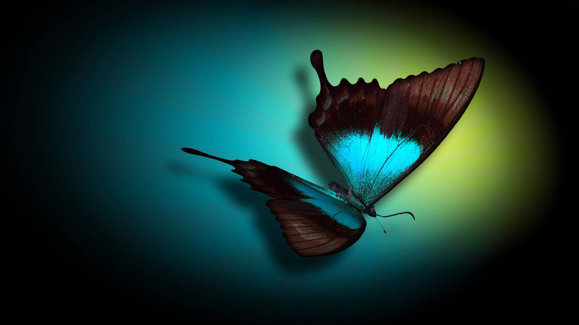PC Computer Desktop, butterfly, blue, Full HD Desktop Wallpaper