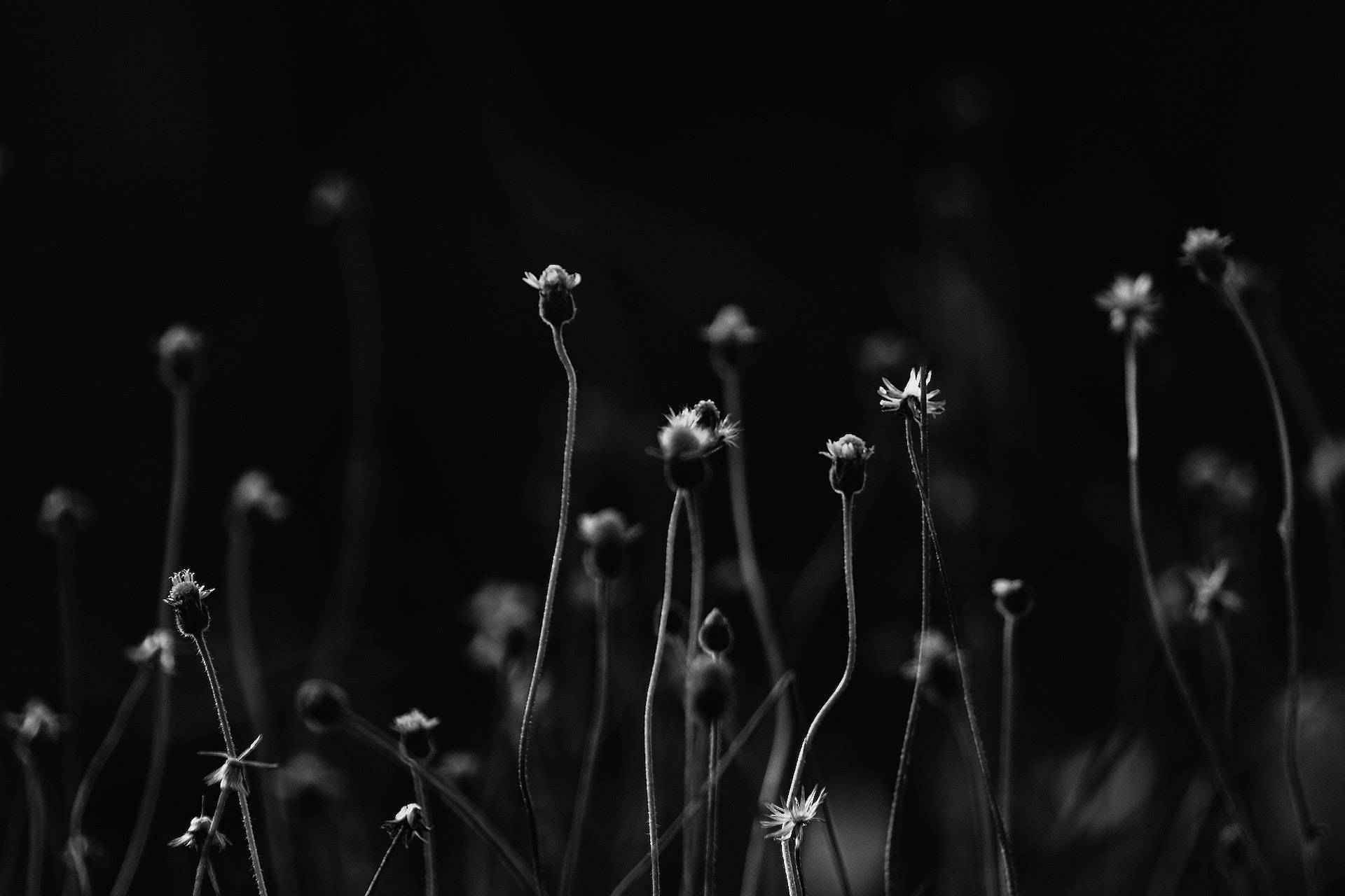 black flower field, high-contrast black and white composition, flower buds, Full HD Desktop Wallpaper
