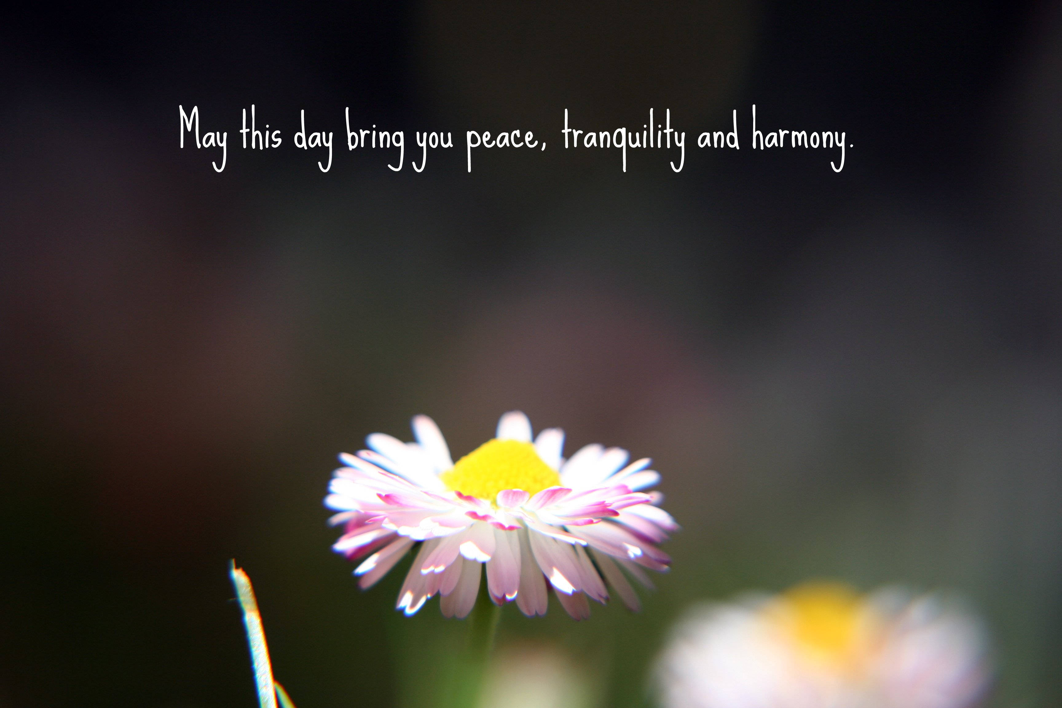 daisy, pink, white, 2K Desktop Wallpaper