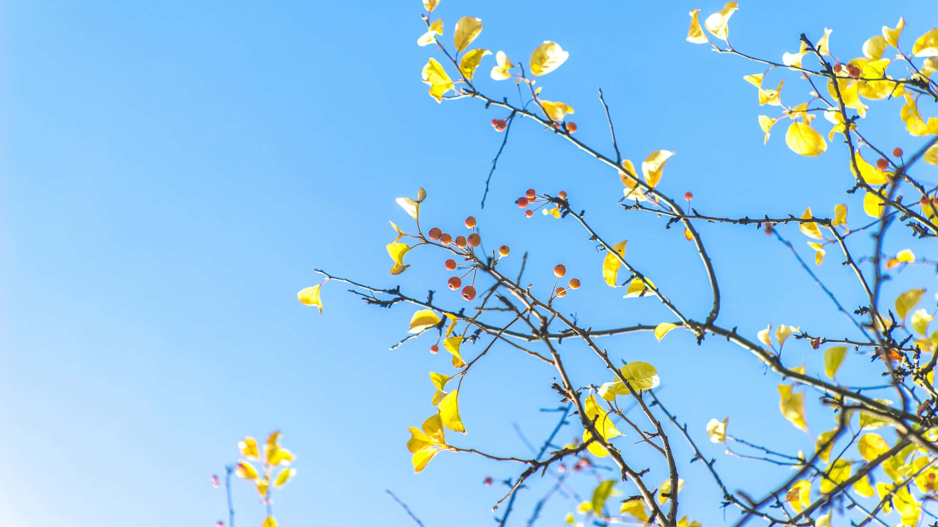 Azure Sky, Golden autumn leaves, Red berries, Full HD Desktop Wallpaper