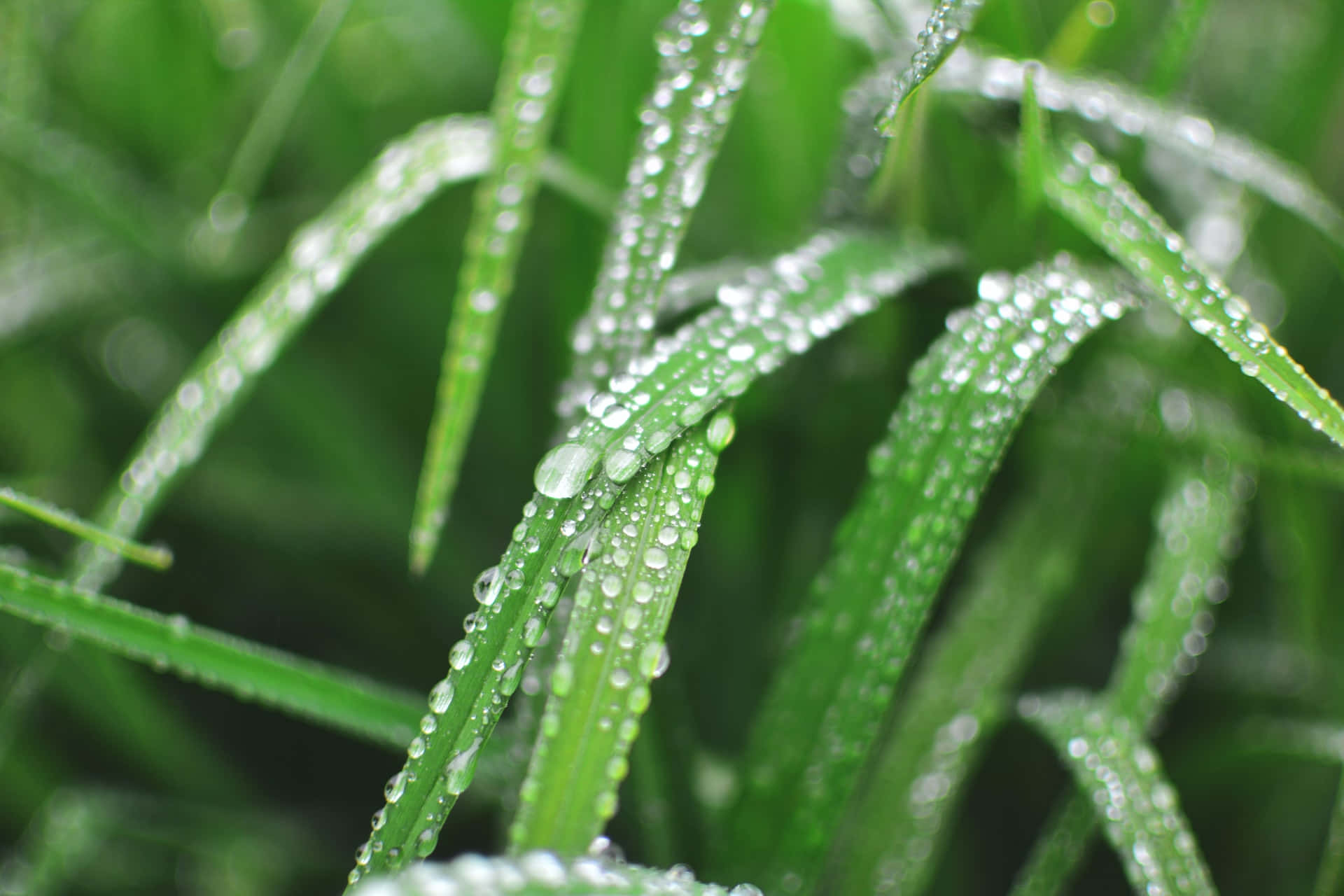 vibrant green grass, fresh dew drops, soft morning light, Full HD Desktop Wallpaper