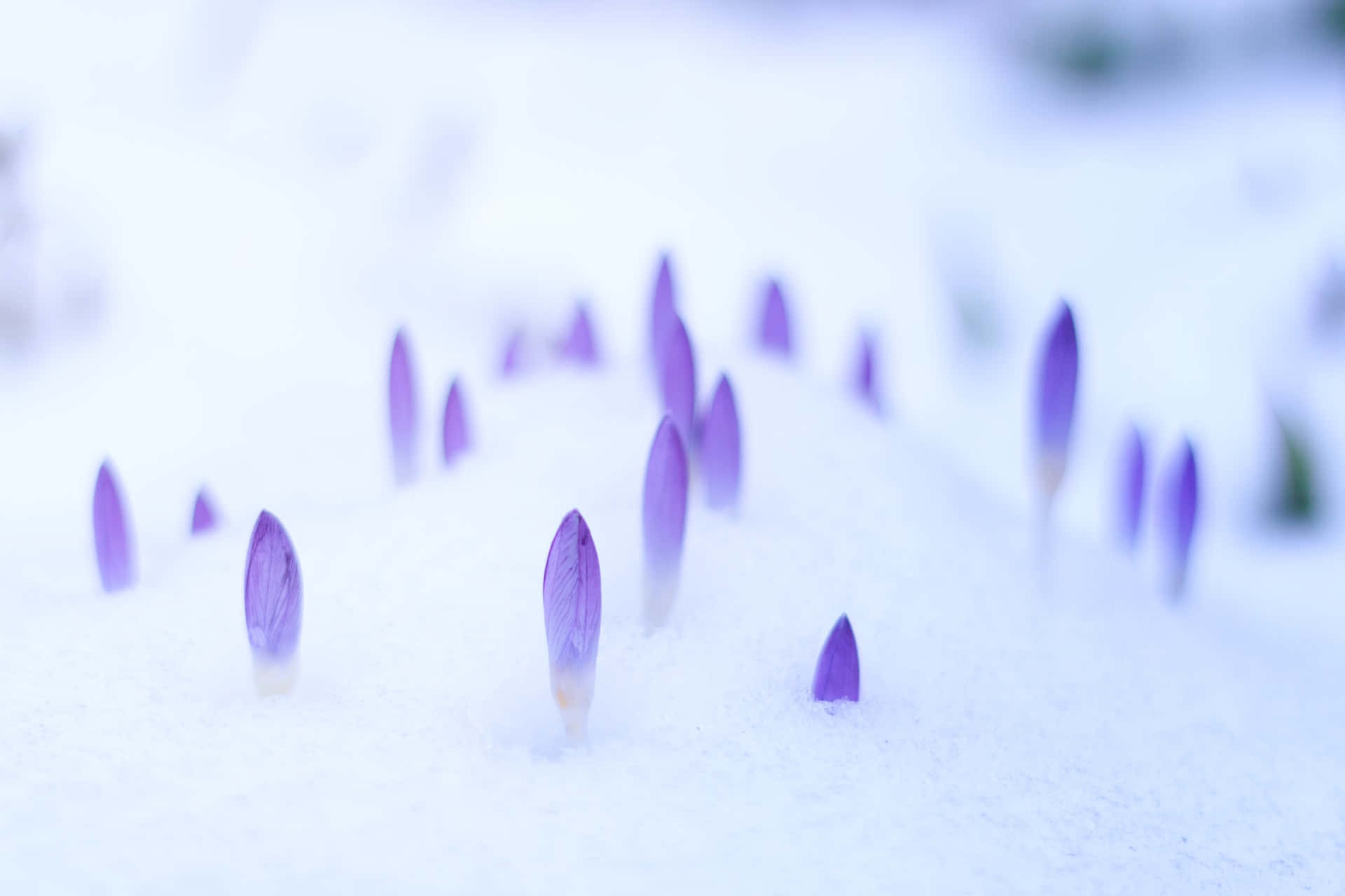 purple crocus buds, fresh snow, serene winter scene, Full HD Desktop Wallpaper
