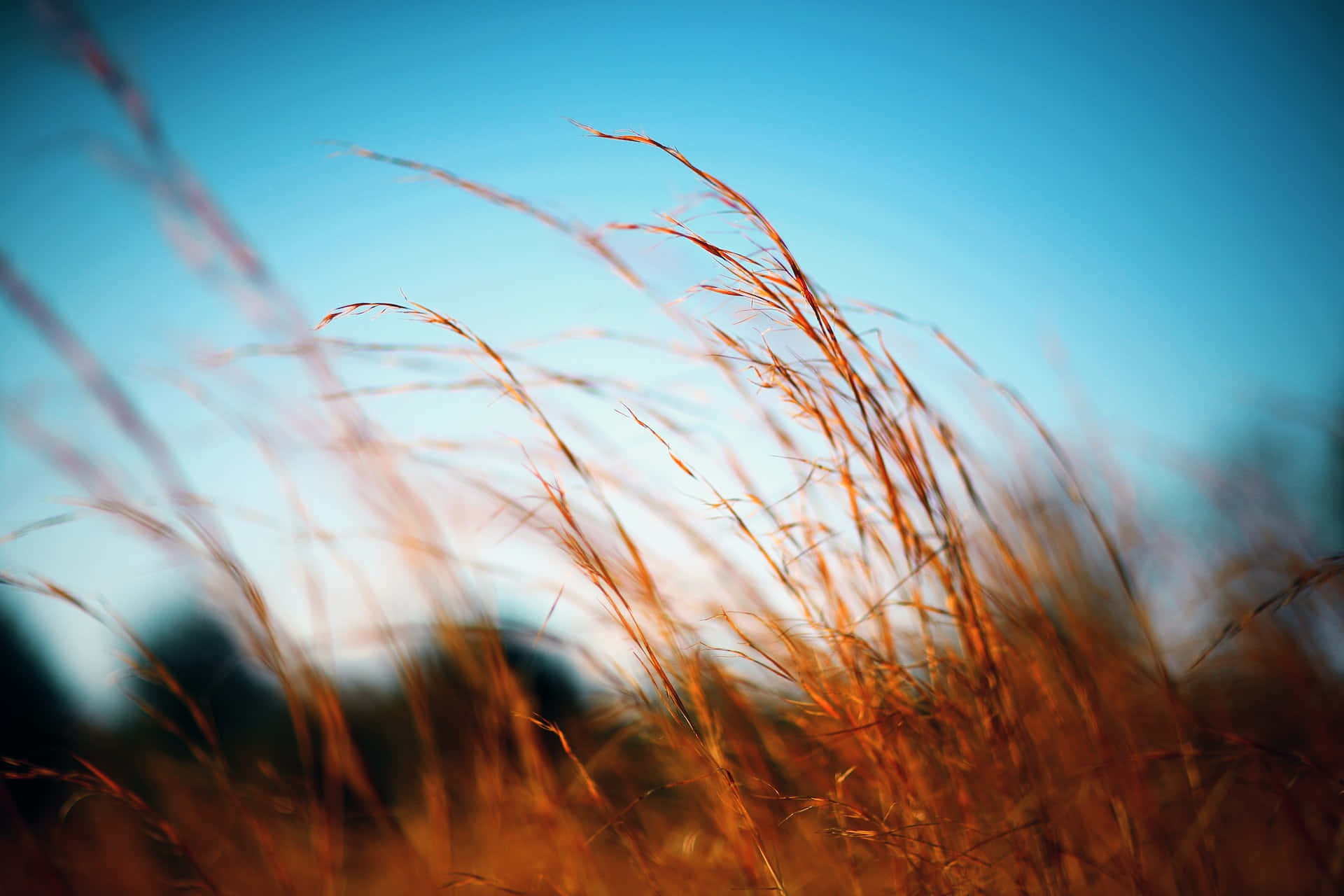 Golden grass, clear blue sky, soft-focus natural scene, Full HD Desktop Wallpaper