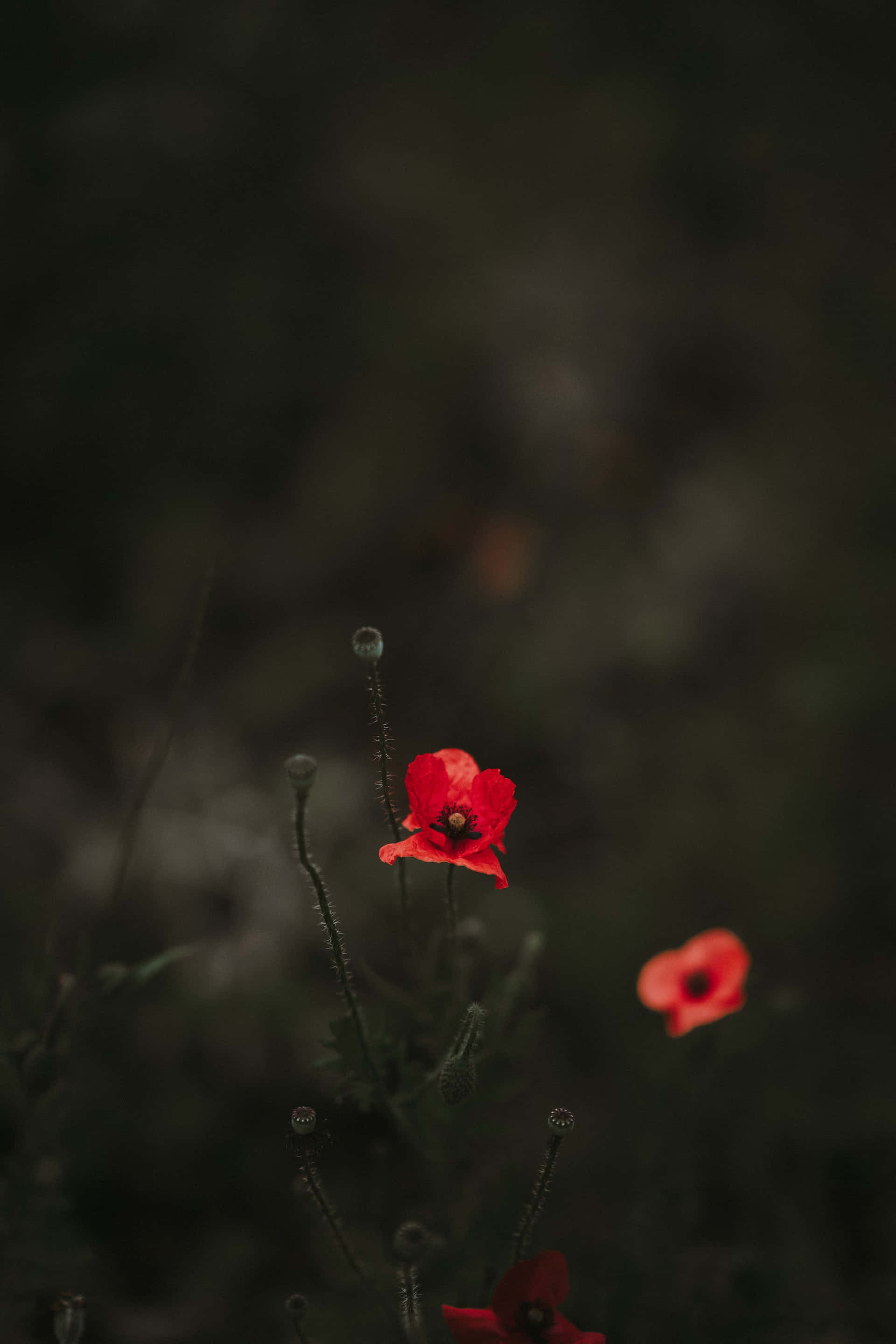 small red flowers, vivid red poppy, dark blurred background, 2K Phone Wallpaper